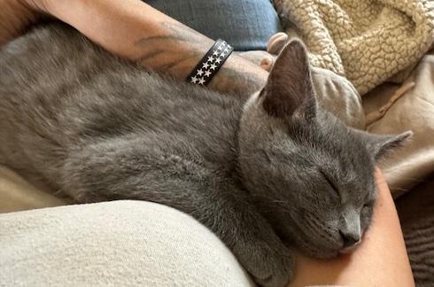 Enlarge Lunin, a Adoptable Domestic Short Hair in Washington Grove, MD image 2/5