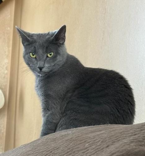 Lunin, adoptable, Kitten Female Domestic Short Hair.