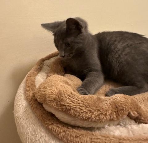 Enlarge Lunin, a Adoptable Domestic Short Hair in Washington Grove, MD image 3/5