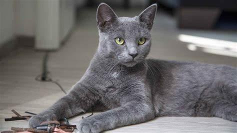 Enlarge Lunin, an adoptable Domestic Short Hair in Washington Grove, MD image 3/5