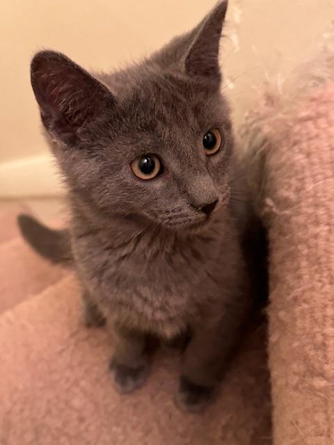 Enlarge Lunin, a Adoptable Domestic Short Hair in Washington Grove, MD image 4/5