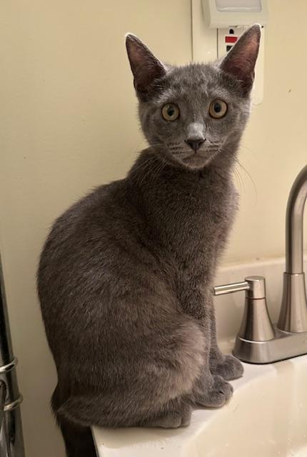 Enlarge Lunin, a Adoptable Domestic Short Hair in Washington Grove, MD image 5/5