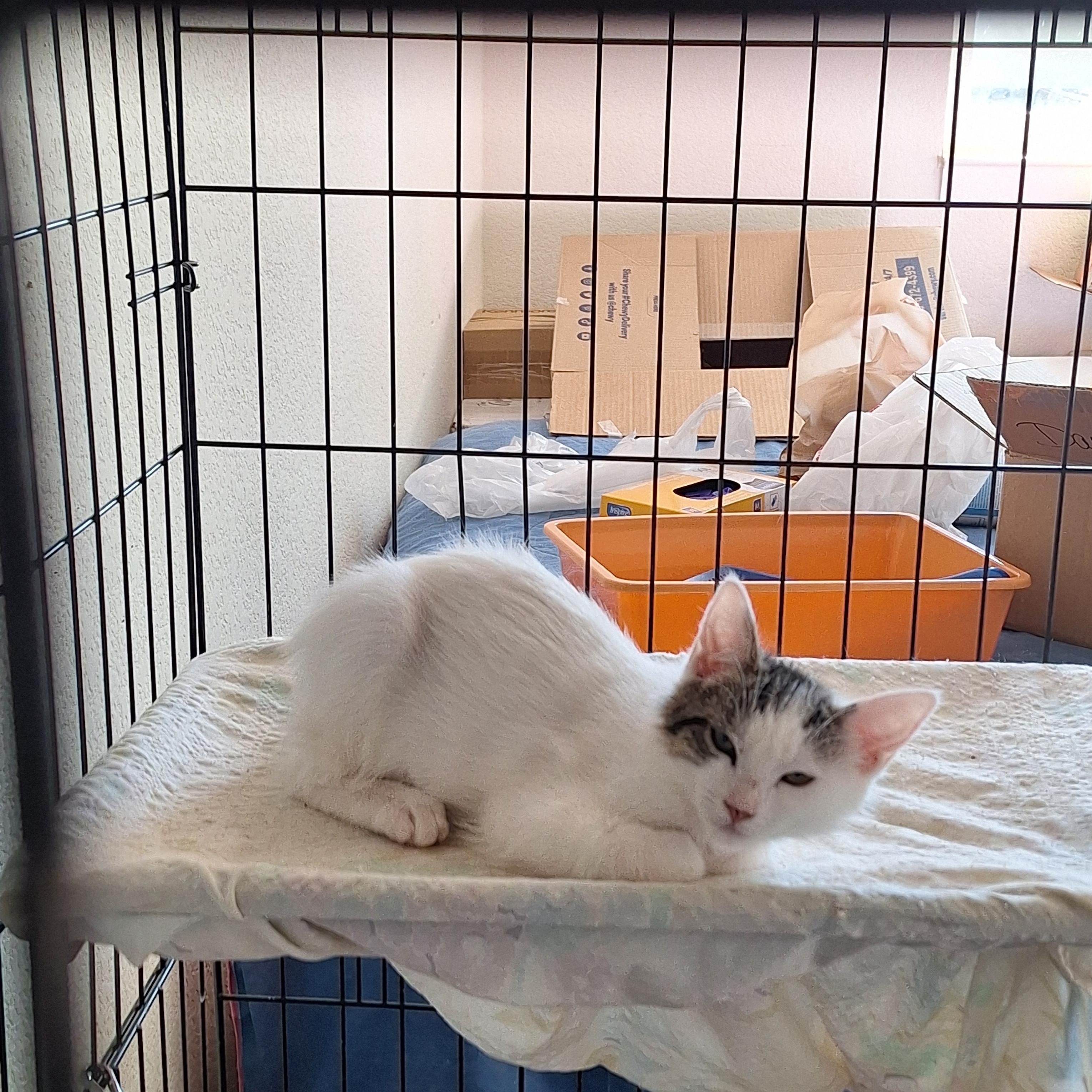 Aspen, a ADOPTABLE Domestic Medium Hair in Reno, NV image 3/5