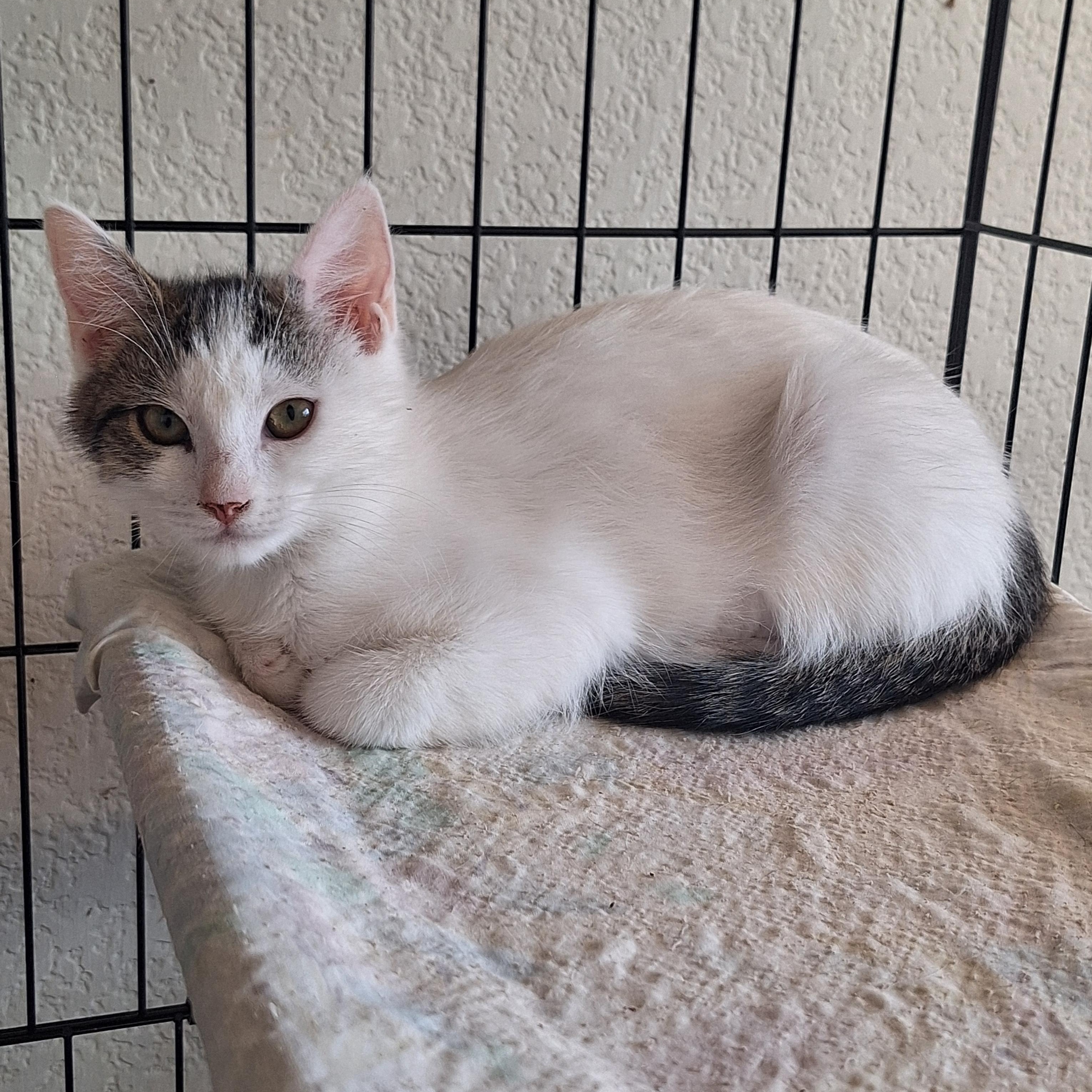 Aspen, ADOPTABLE, Kitten Female Domestic Medium Hair.