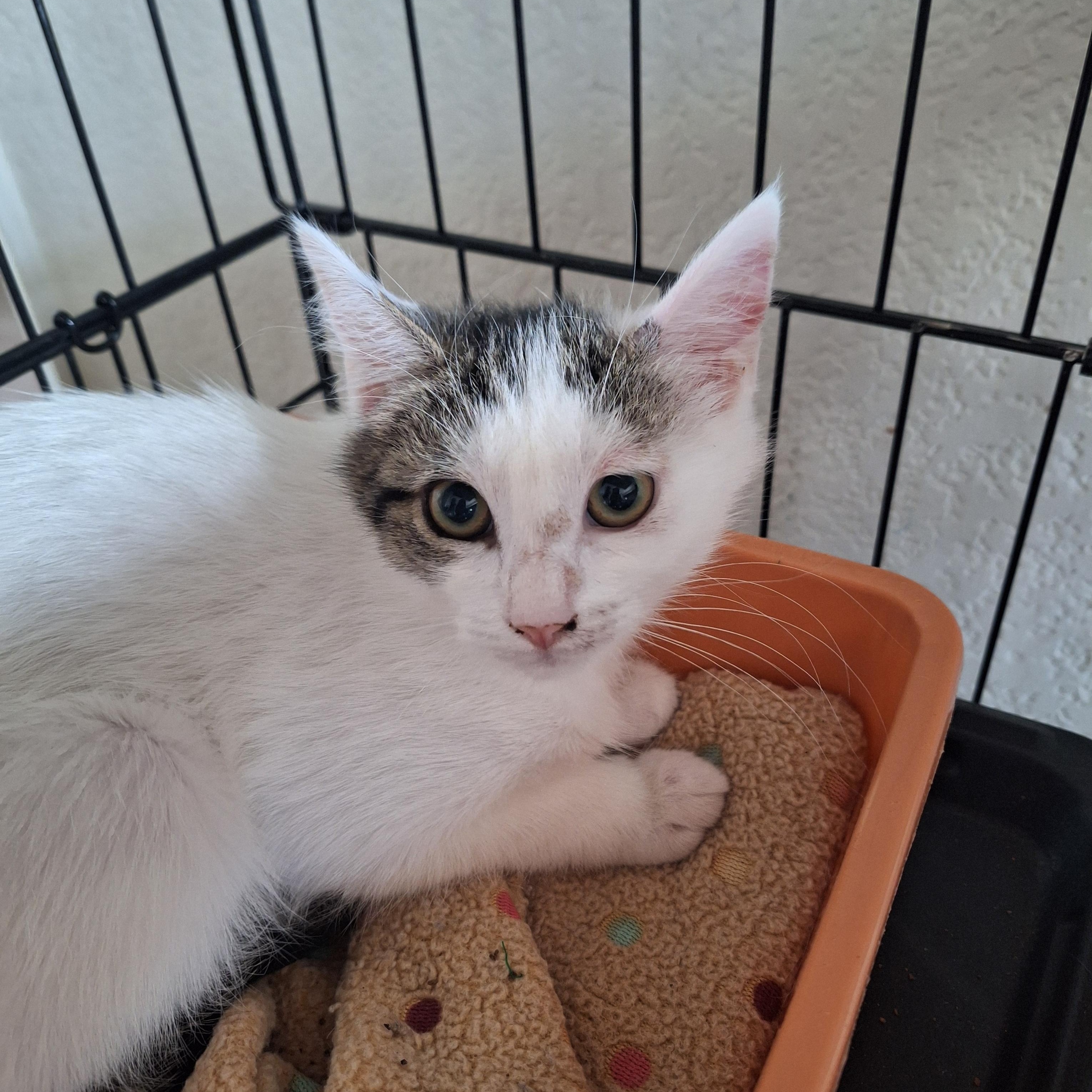 Aspen, a ADOPTABLE Domestic Medium Hair in Reno, NV image 2/5