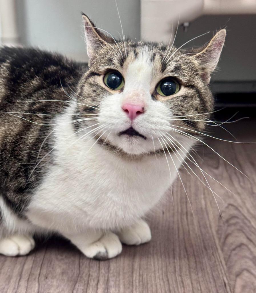 Dizzy, Adoptable, Adult Female Domestic Short Hair.