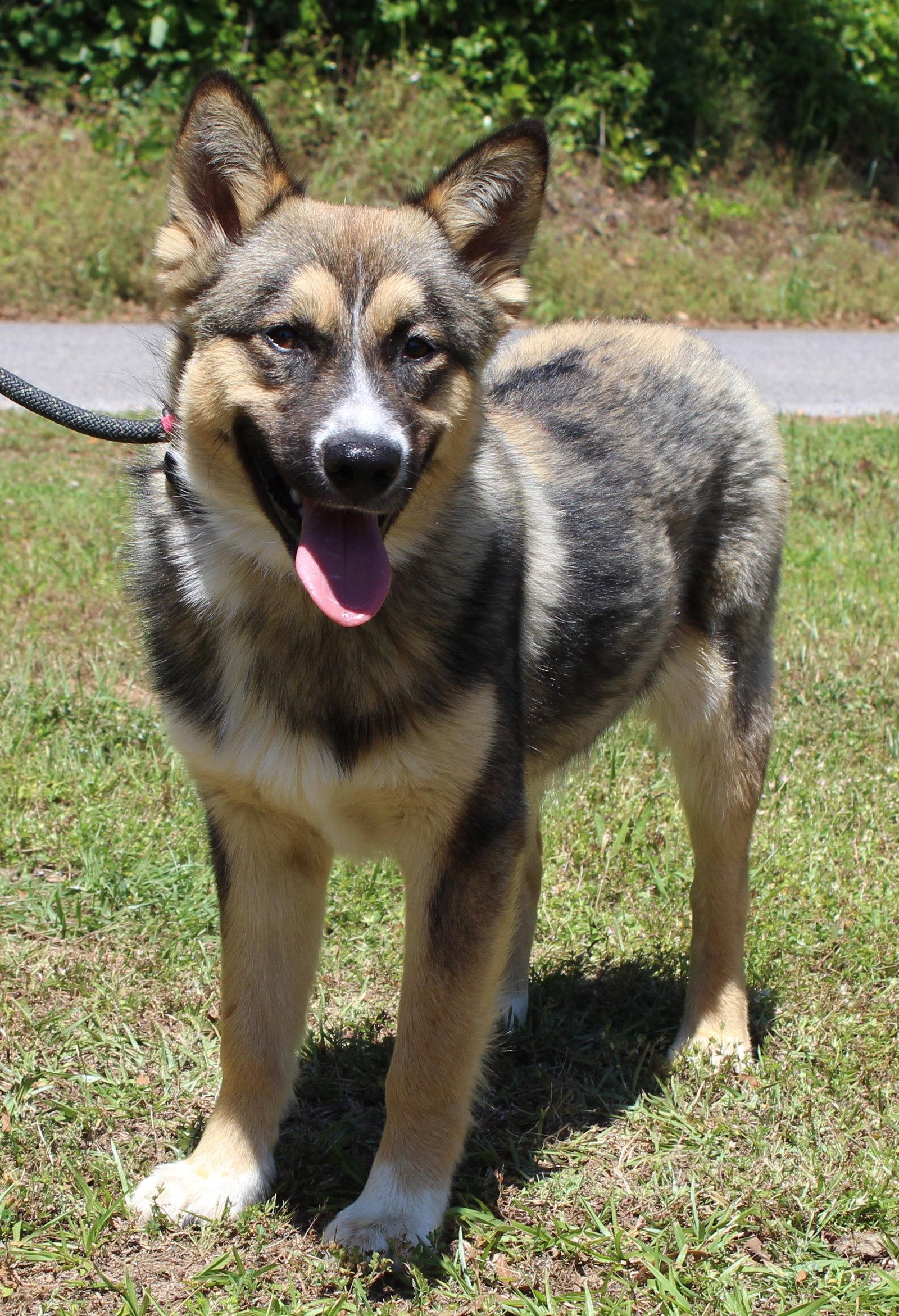 Enlarge Bogie 43419, a Adoptable Australian Shepherd in Prattville, AL image 1/3