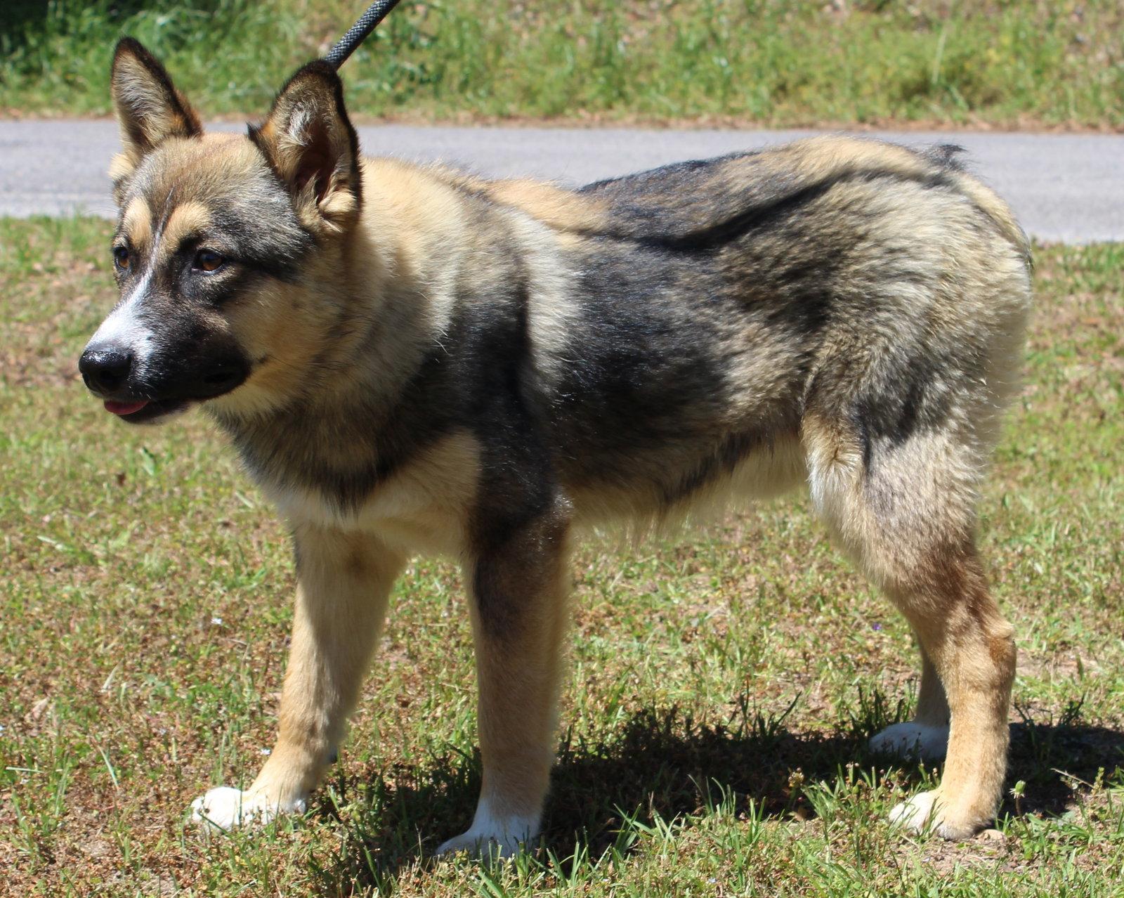 Enlarge Bogie 43419, a Adoptable Australian Shepherd in Prattville, AL image 2/3