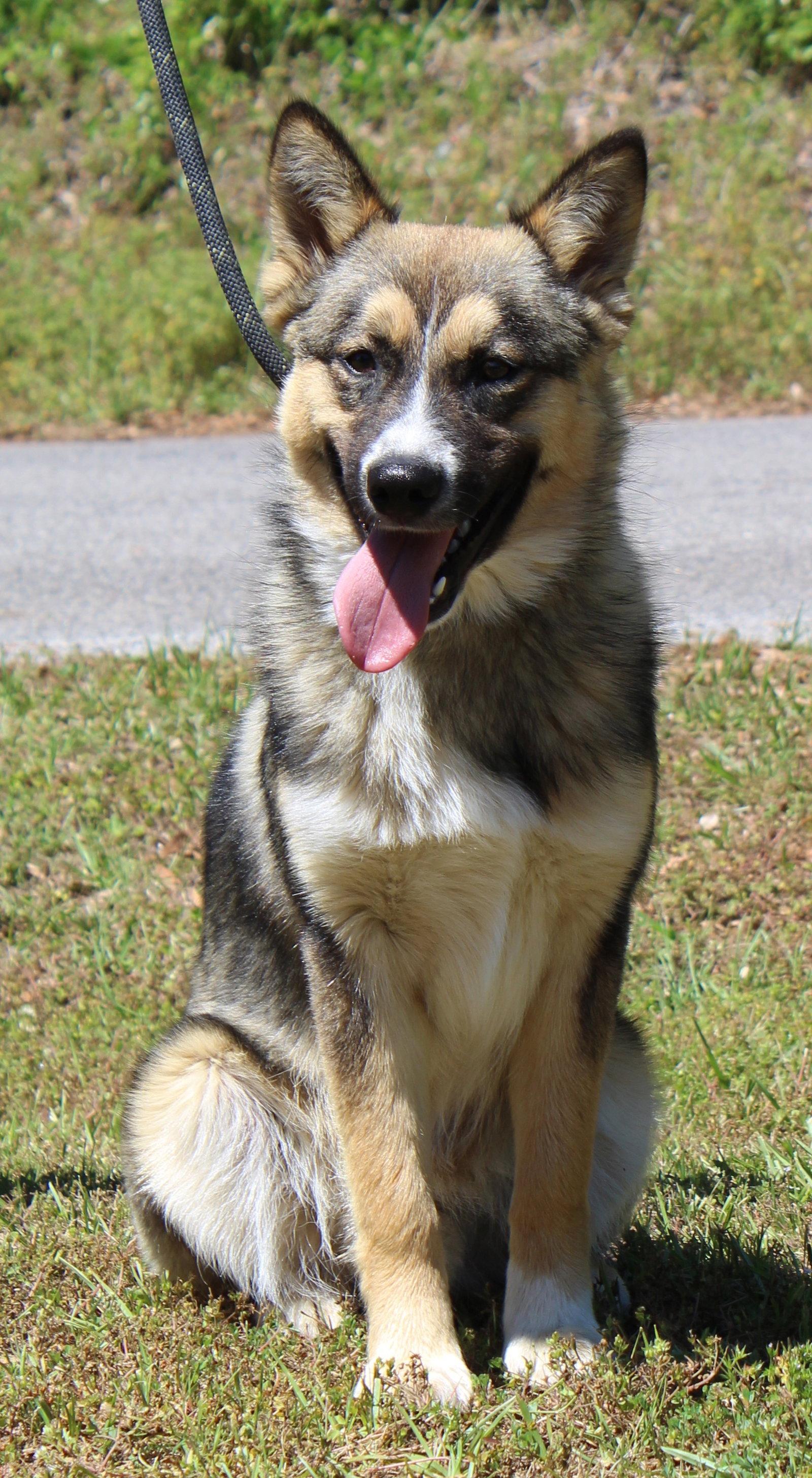 Enlarge Bogie 43419, a Adoptable Australian Shepherd in Prattville, AL image 3/3
