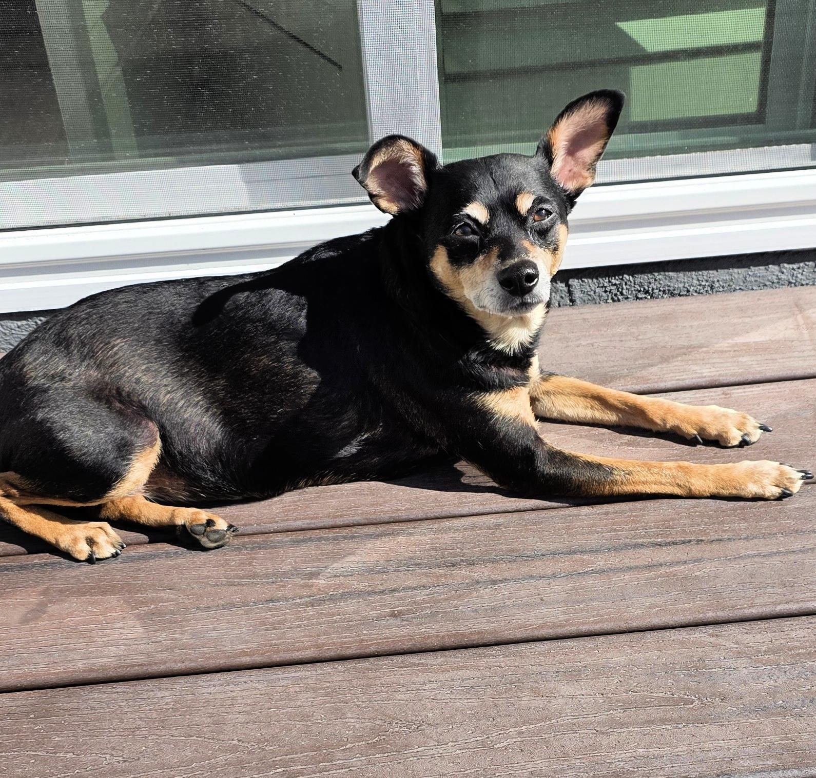 Tink loves to cuddle!, a Adoptable mixed breed in Redondo Beach, CA image 1/4