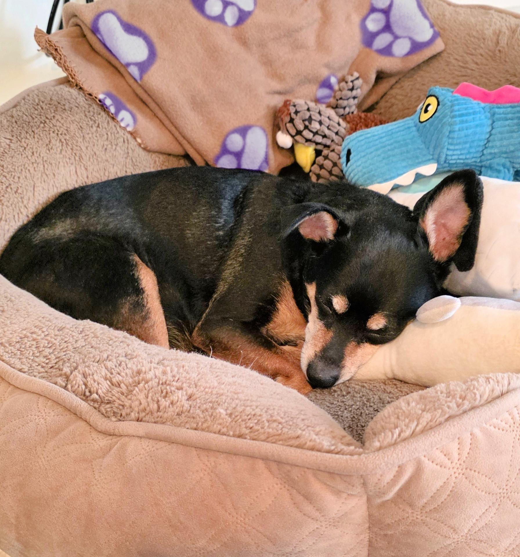 Tink loves to cuddle!, a Adoptable mixed breed in Redondo Beach, CA image 2/4