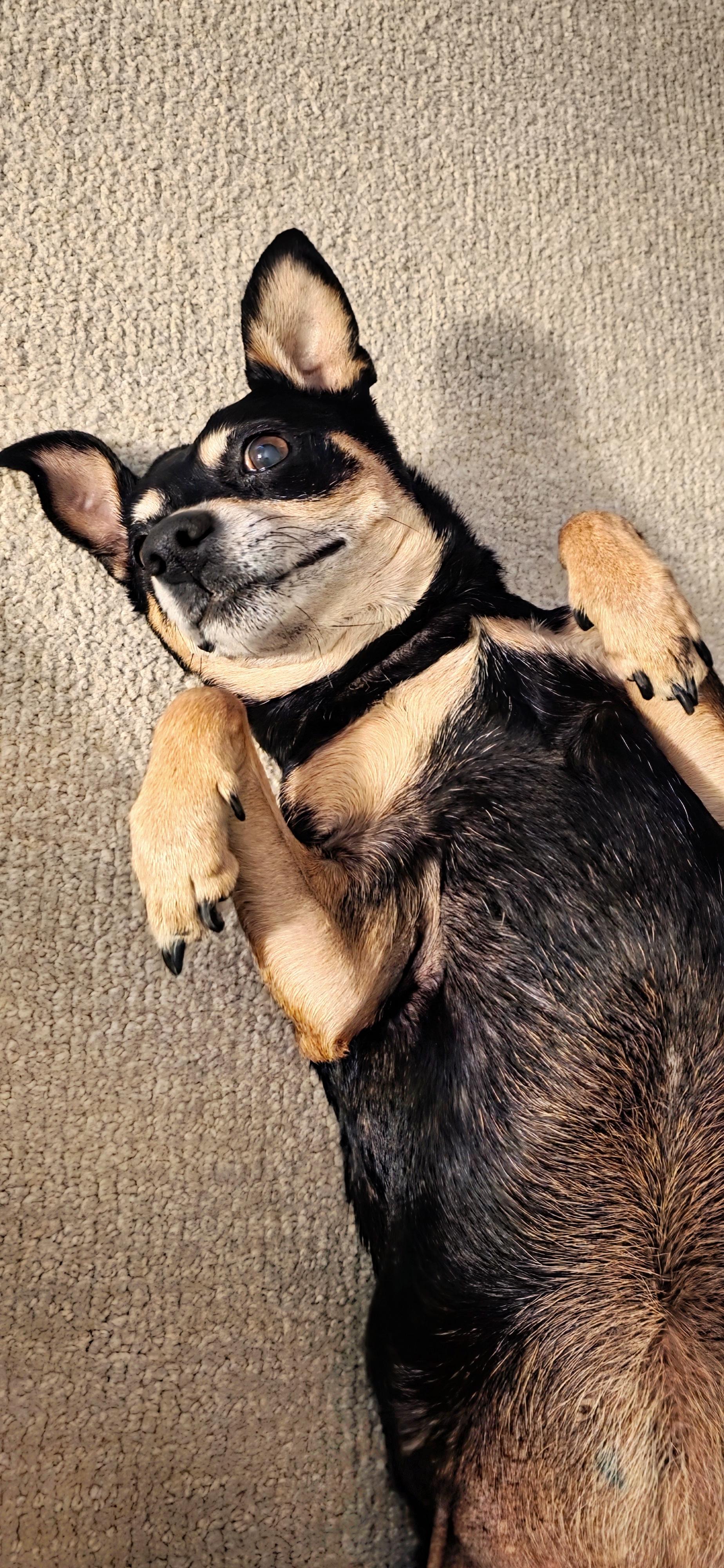 Tink loves to cuddle!, Adoptable, Senior Female Miniature Pinscher & Chihuahua.