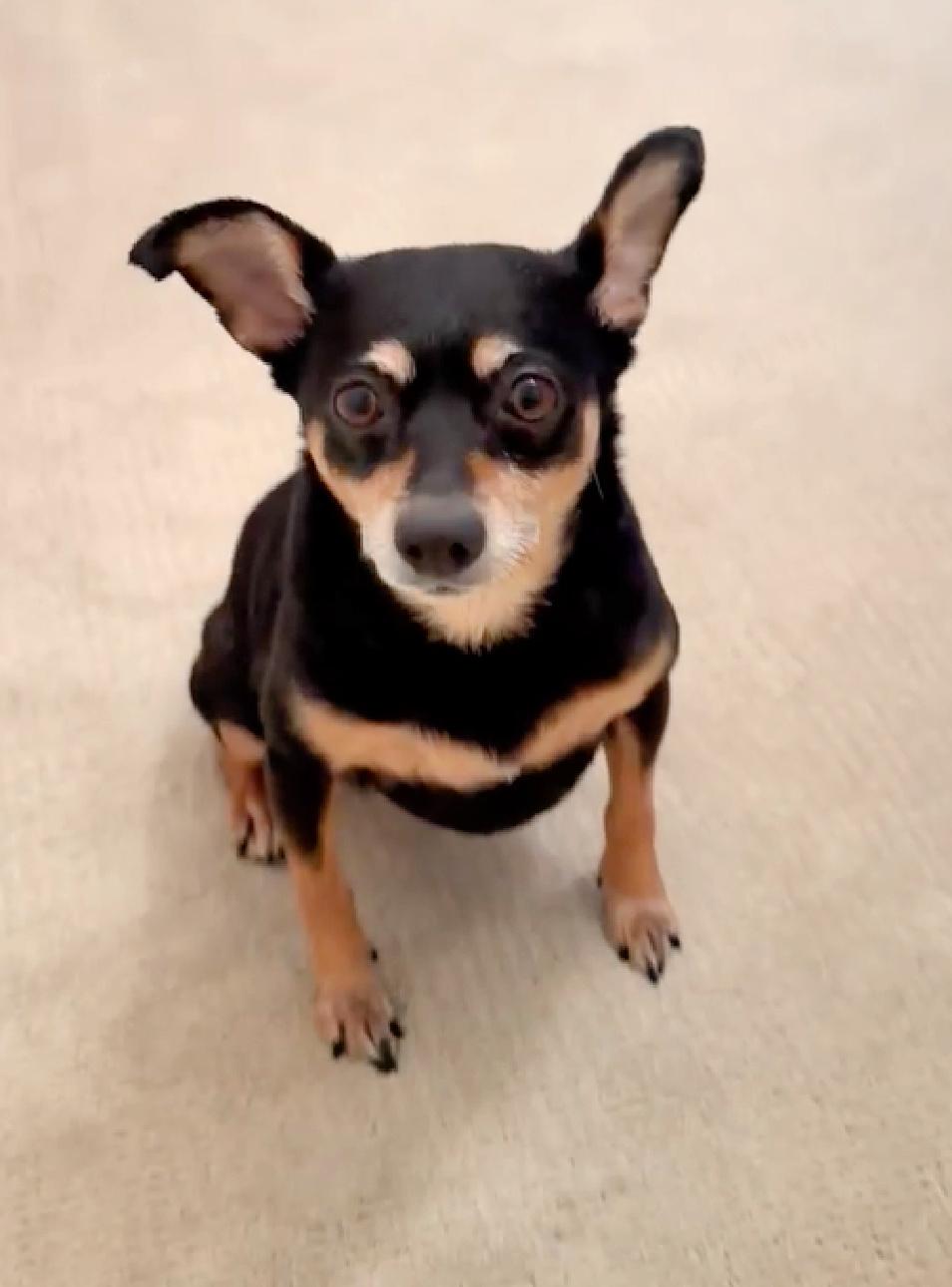 Tink loves to cuddle!, a Adoptable mixed breed in Redondo Beach, CA image 4/4