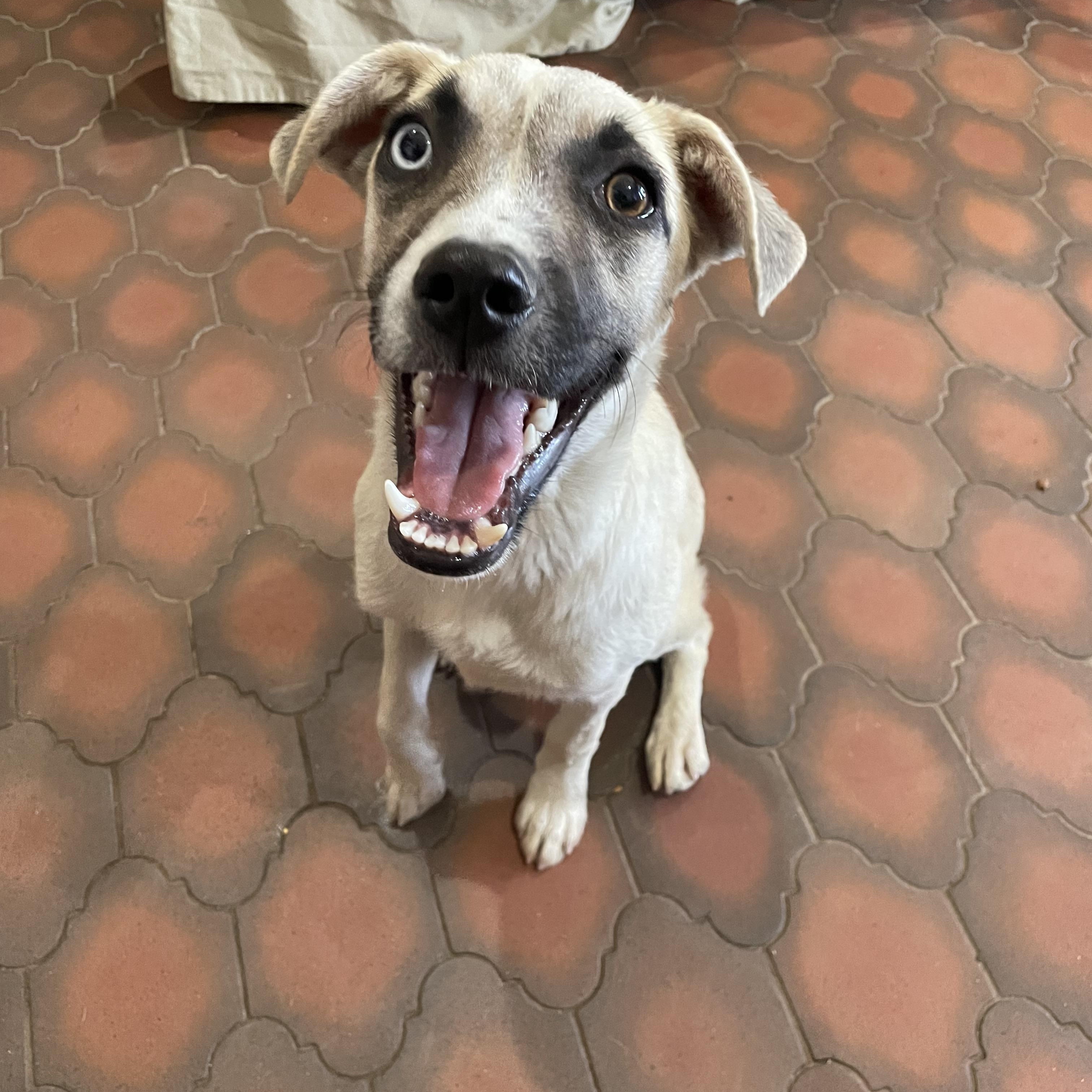 Enlarge Jodi, a Adoptable mixed breed in Phoenix, AZ image 1/5