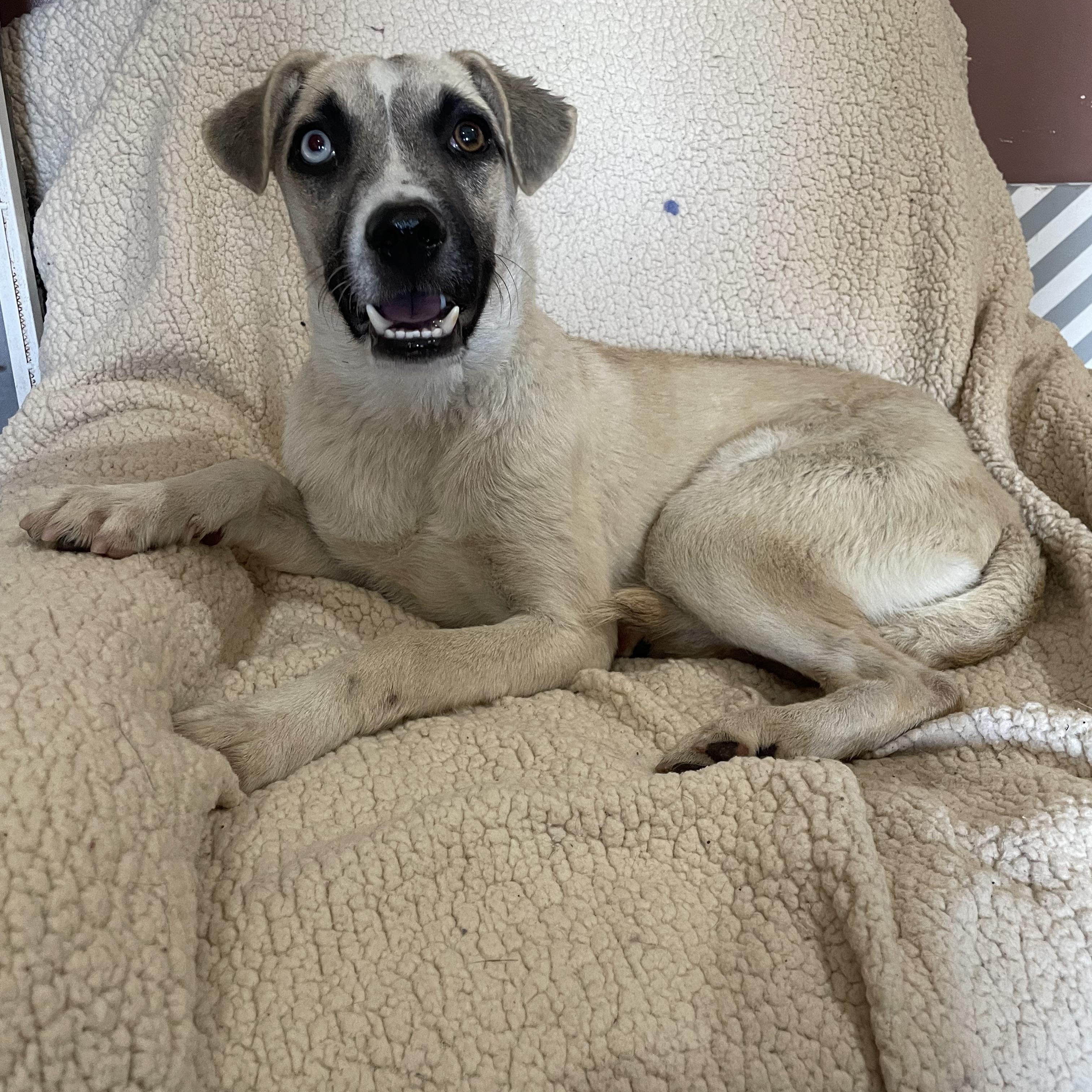 Enlarge Jodi, a Adoptable mixed breed in Phoenix, AZ image 2/5