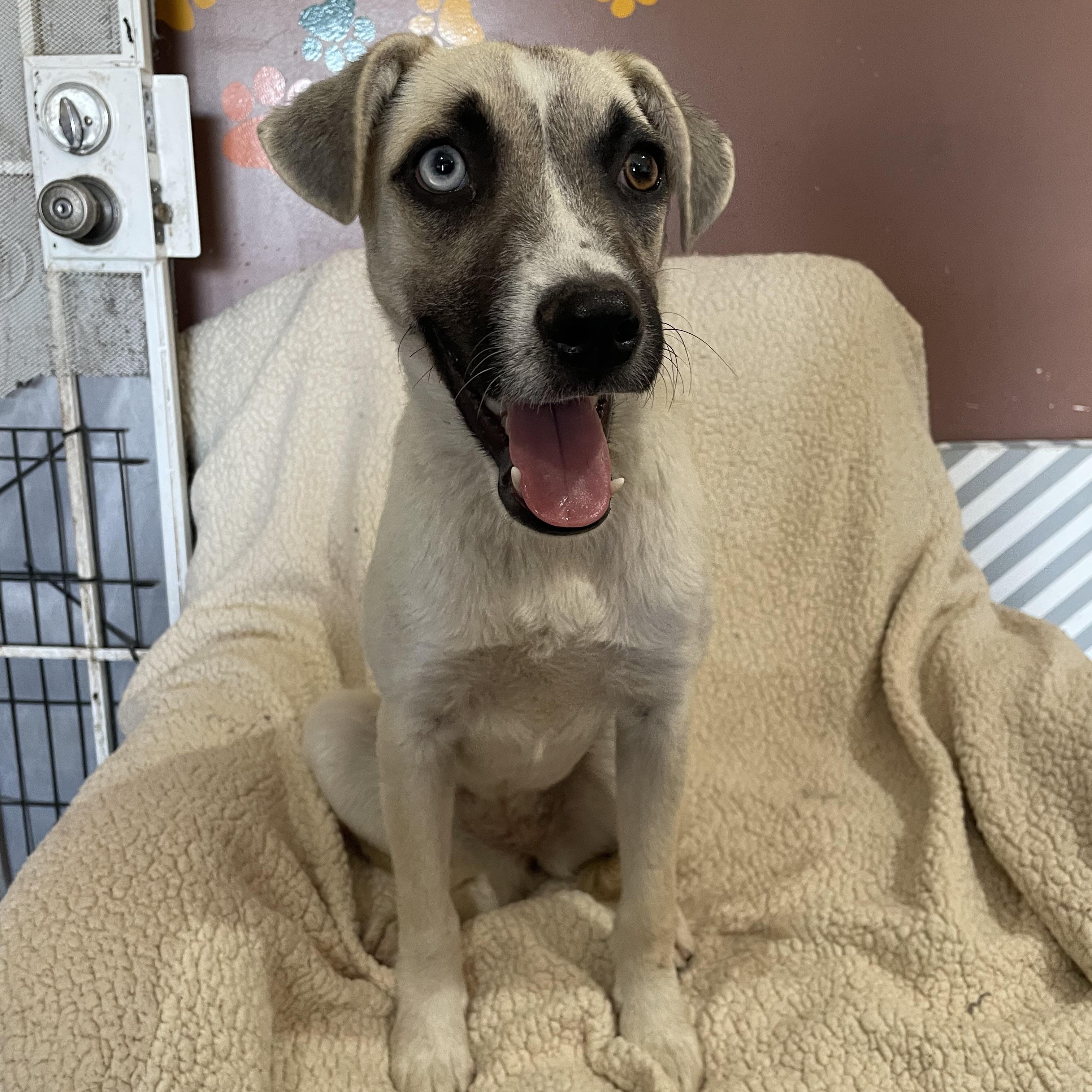 Enlarge Jodi, a Adoptable mixed breed in Phoenix, AZ image 3/5