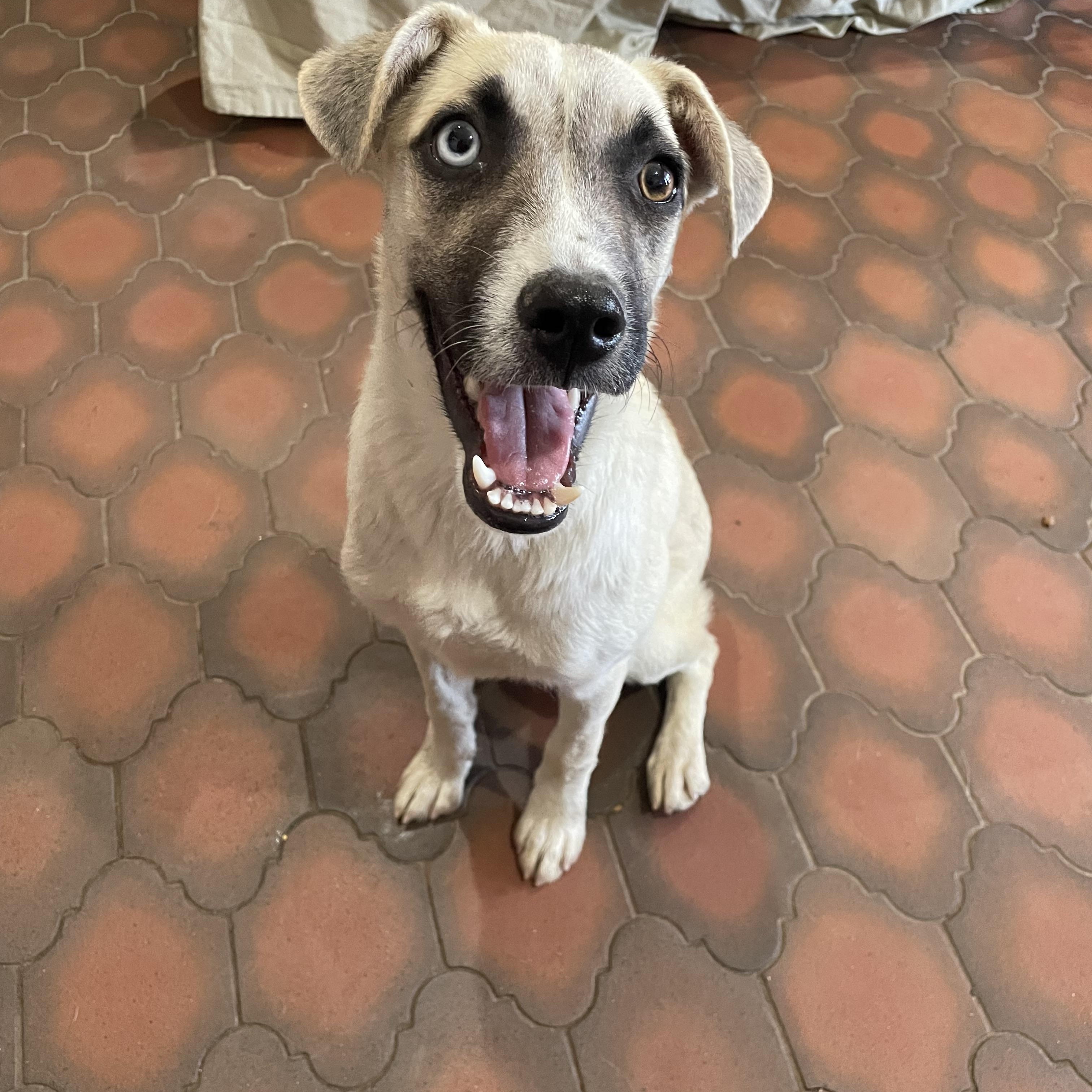 Enlarge Jodi, a Adoptable mixed breed in Phoenix, AZ image 4/5