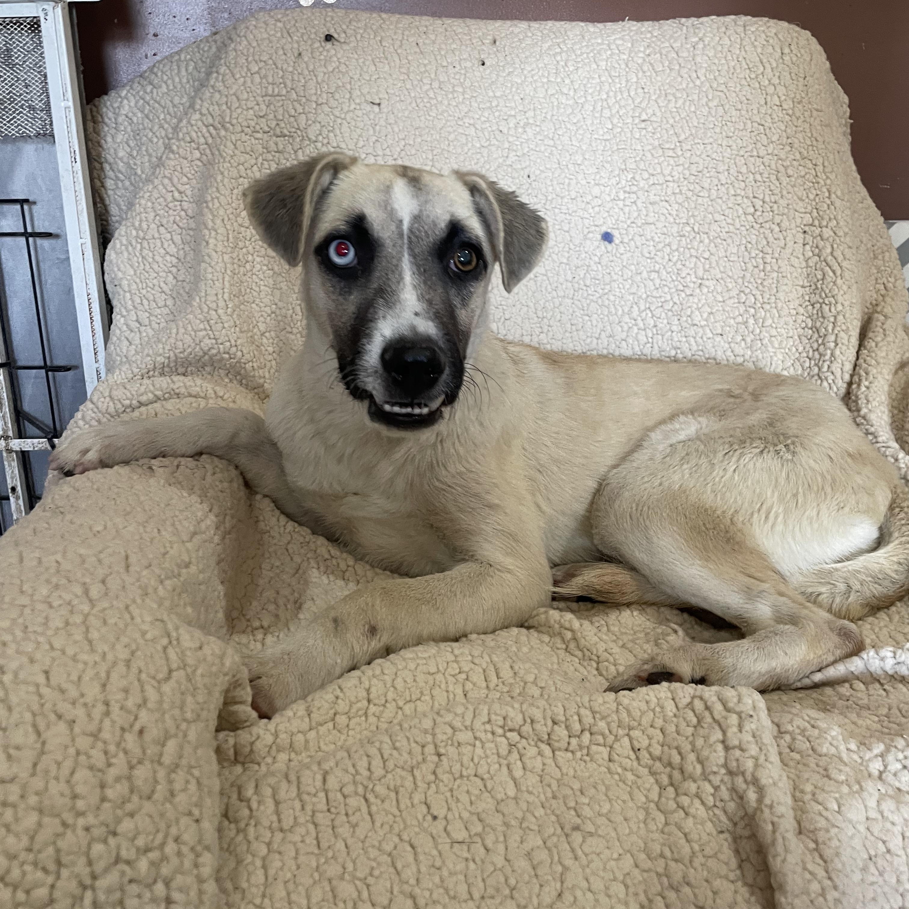 Enlarge Jodi, a Adoptable mixed breed in Phoenix, AZ image 5/5