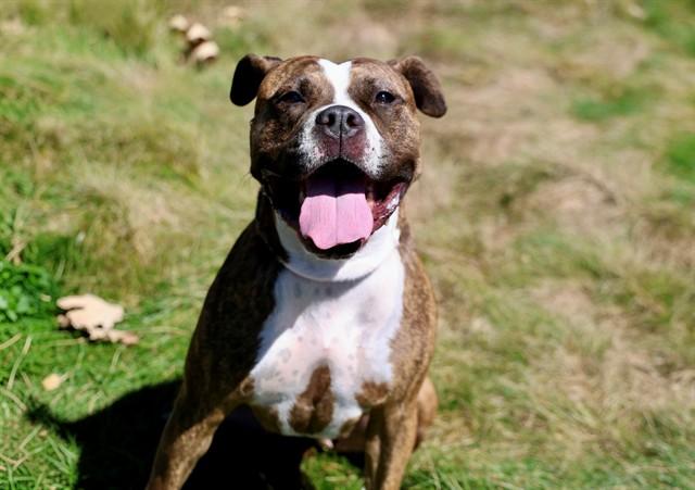 SOSHIN, Adoptable, Adult Female Boxer.
