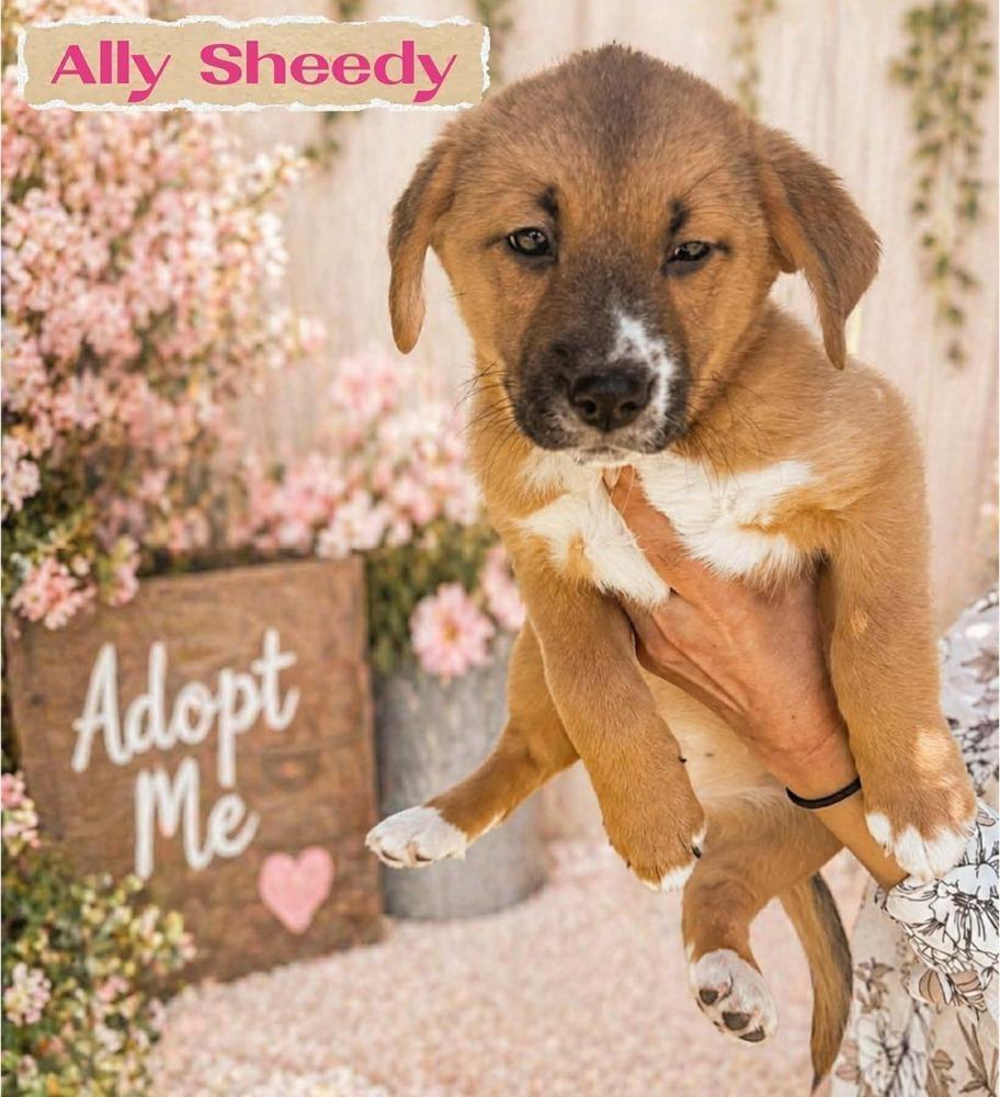 WINONA RYDER, Adoptable, Puppy Female Labrador Retriever & American Staffordshire Terrier.