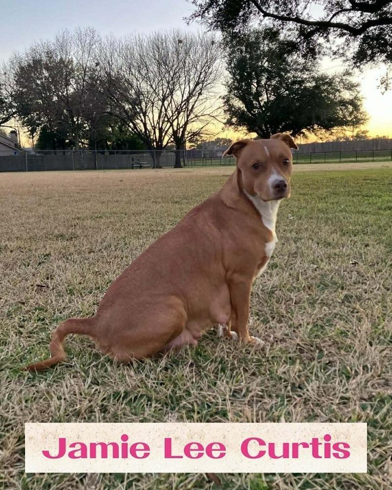 Enlarge WINONA RYDER, a Adoptable mixed breed in Richmond, TX image 2/6