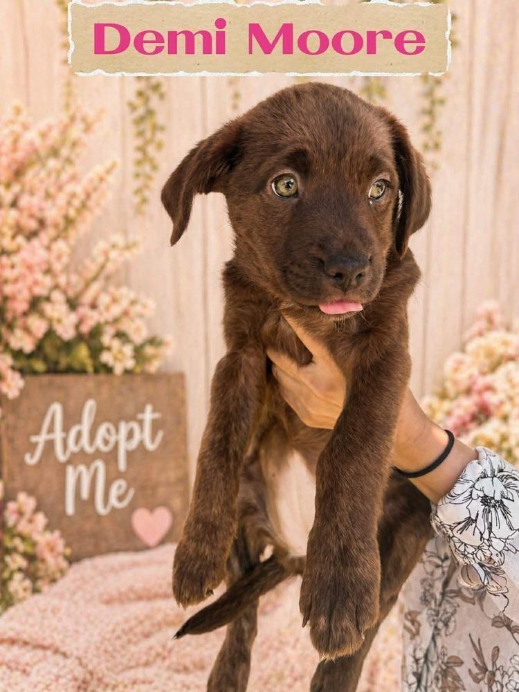 Enlarge WINONA RYDER, a Adoptable mixed breed in Richmond, TX image 5/6