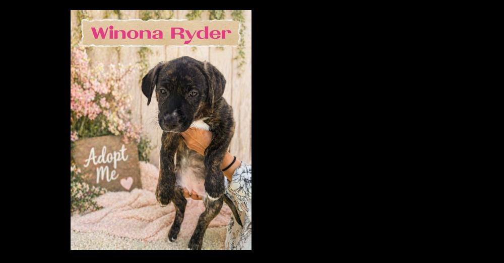 Enlarge WINONA RYDER, a Adoptable mixed breed in Richmond, TX image 6/6