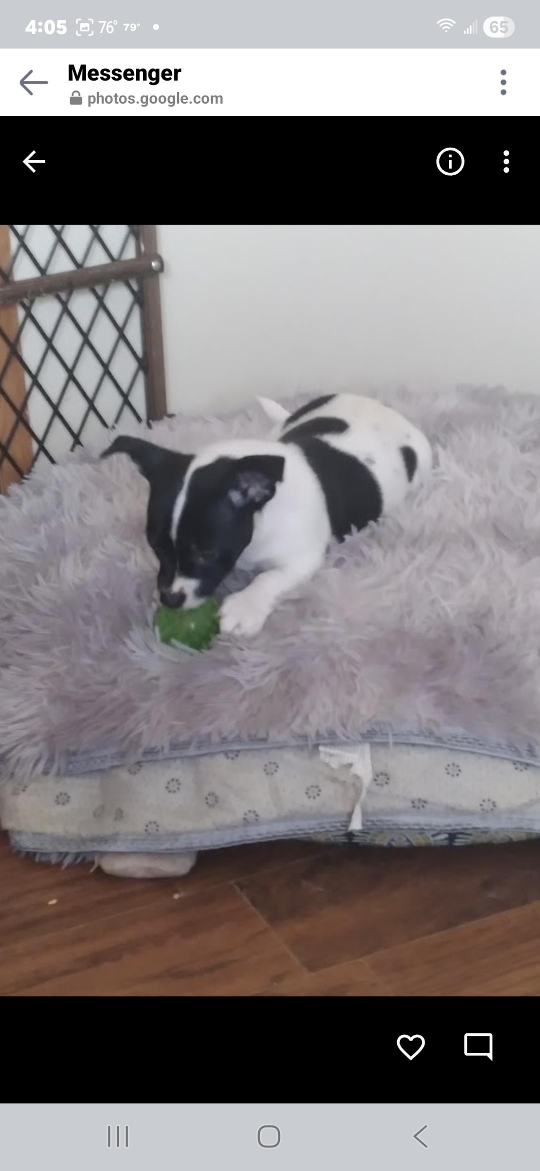 Enlarge Shyloc, a Adoptable mixed breed in Panama City, FL image 1/3