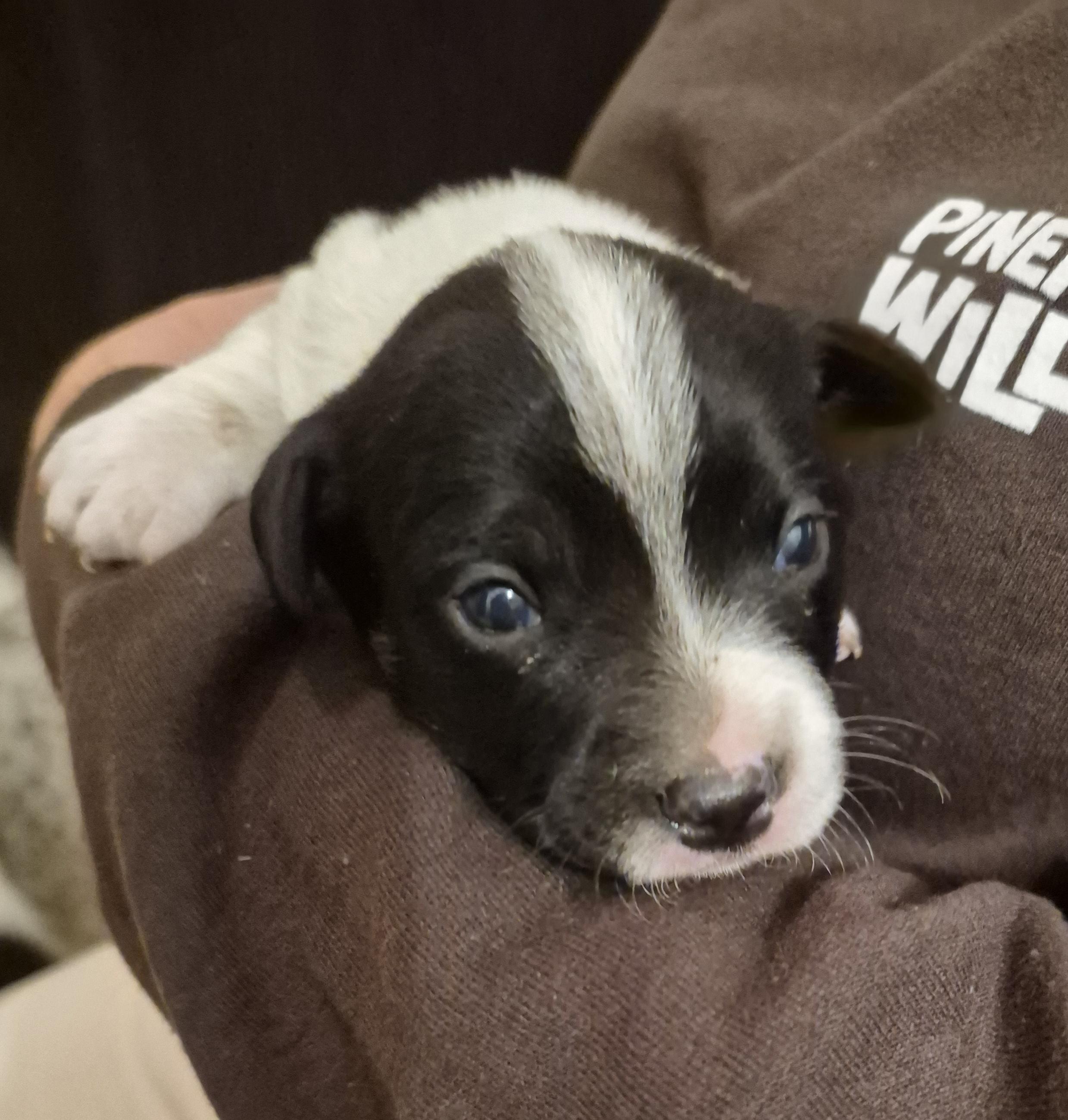 Enlarge Shyloc, a Adoptable mixed breed in Panama City, FL image 2/3