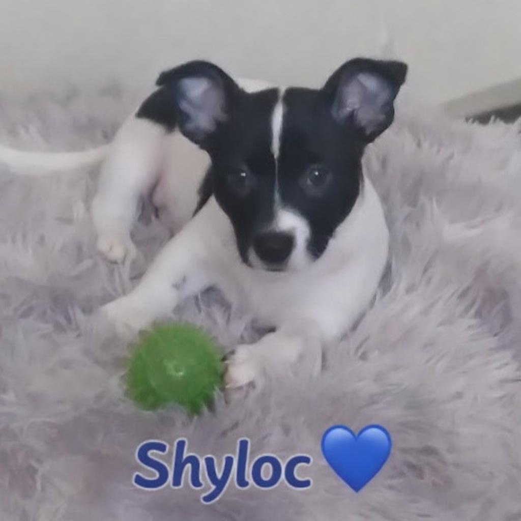 Enlarge Shyloc, a Adoptable mixed breed in Panama City, FL image 3/3
