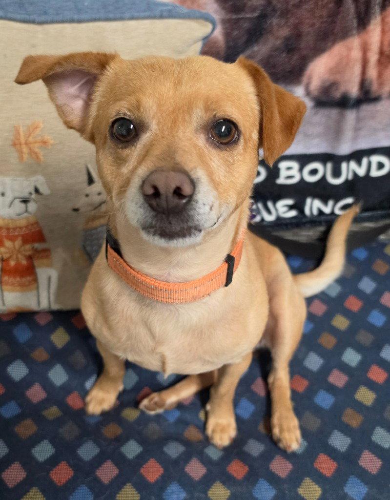 Acorn, Adoptable, Adult Male Chihuahua & Terrier.