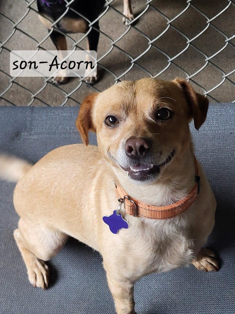 Enlarge Acorn, a Adoptable mixed breed in Ellijay, GA image 2/3