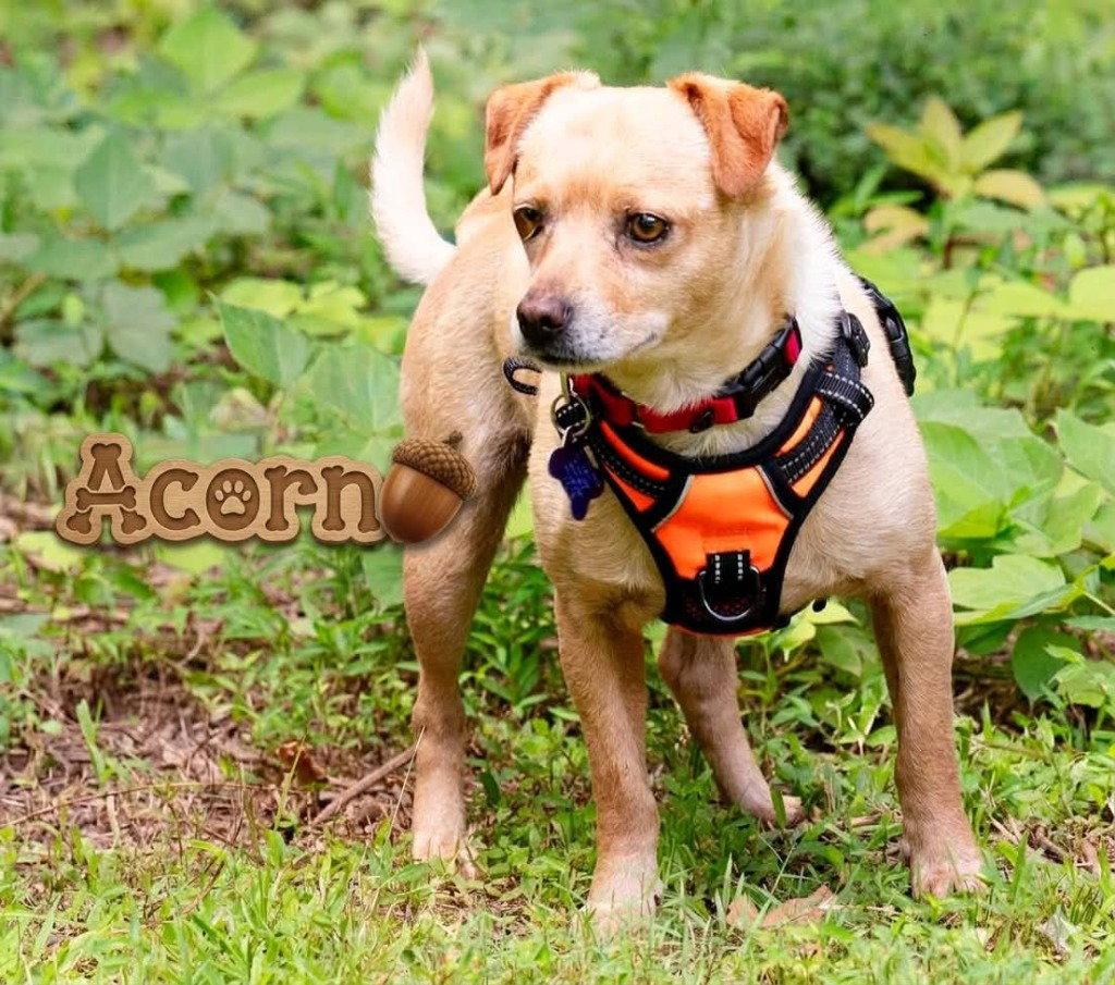 Enlarge Acorn, a Adoptable mixed breed in Ellijay, GA image 3/3