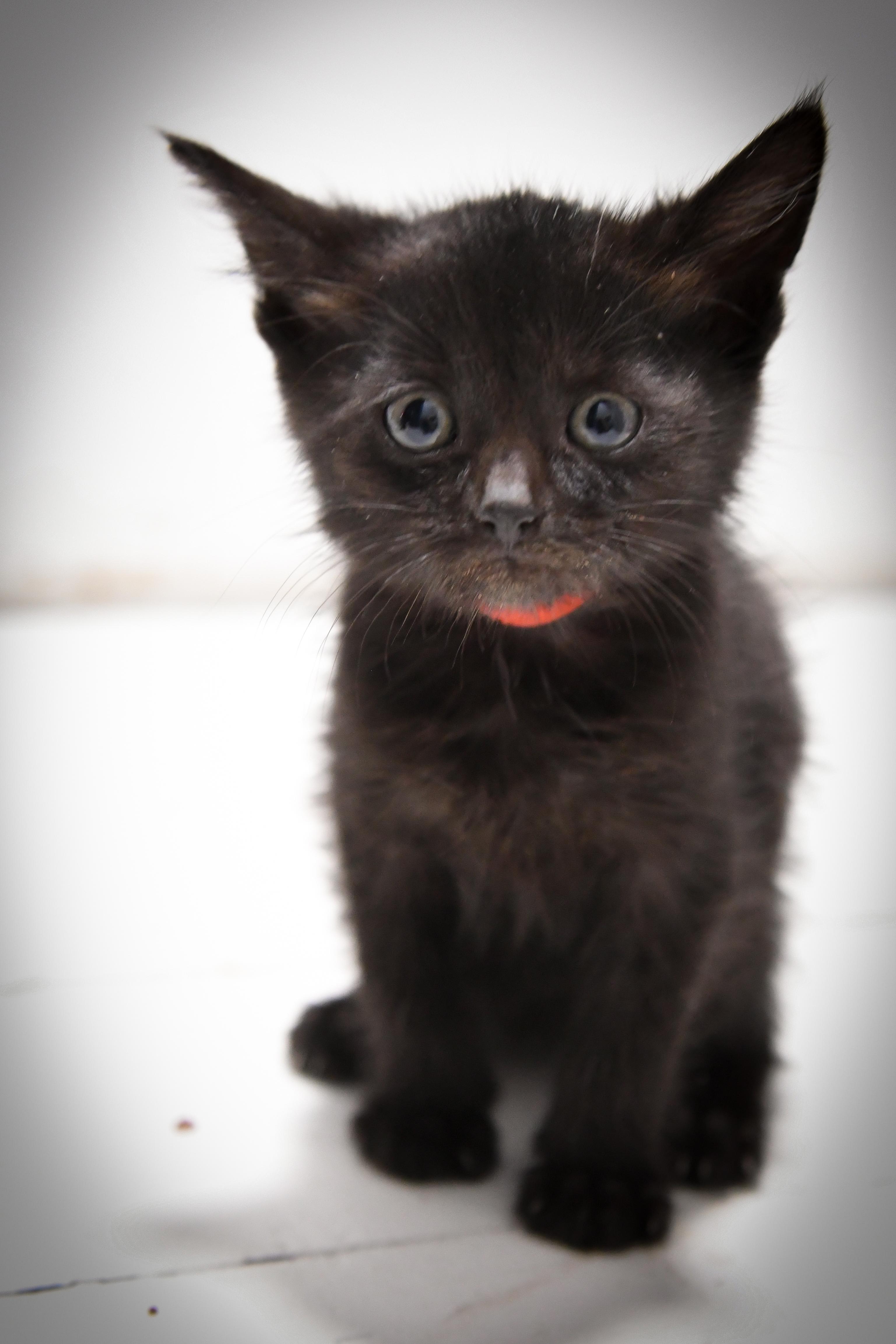 Guppy, ADOPTABLE, Kitten Female Domestic Short Hair.
