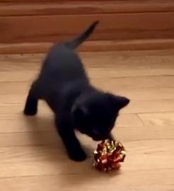 Enlarge Guppy, a ADOPTABLE Domestic Short Hair in Port Washington, WI image 3/4