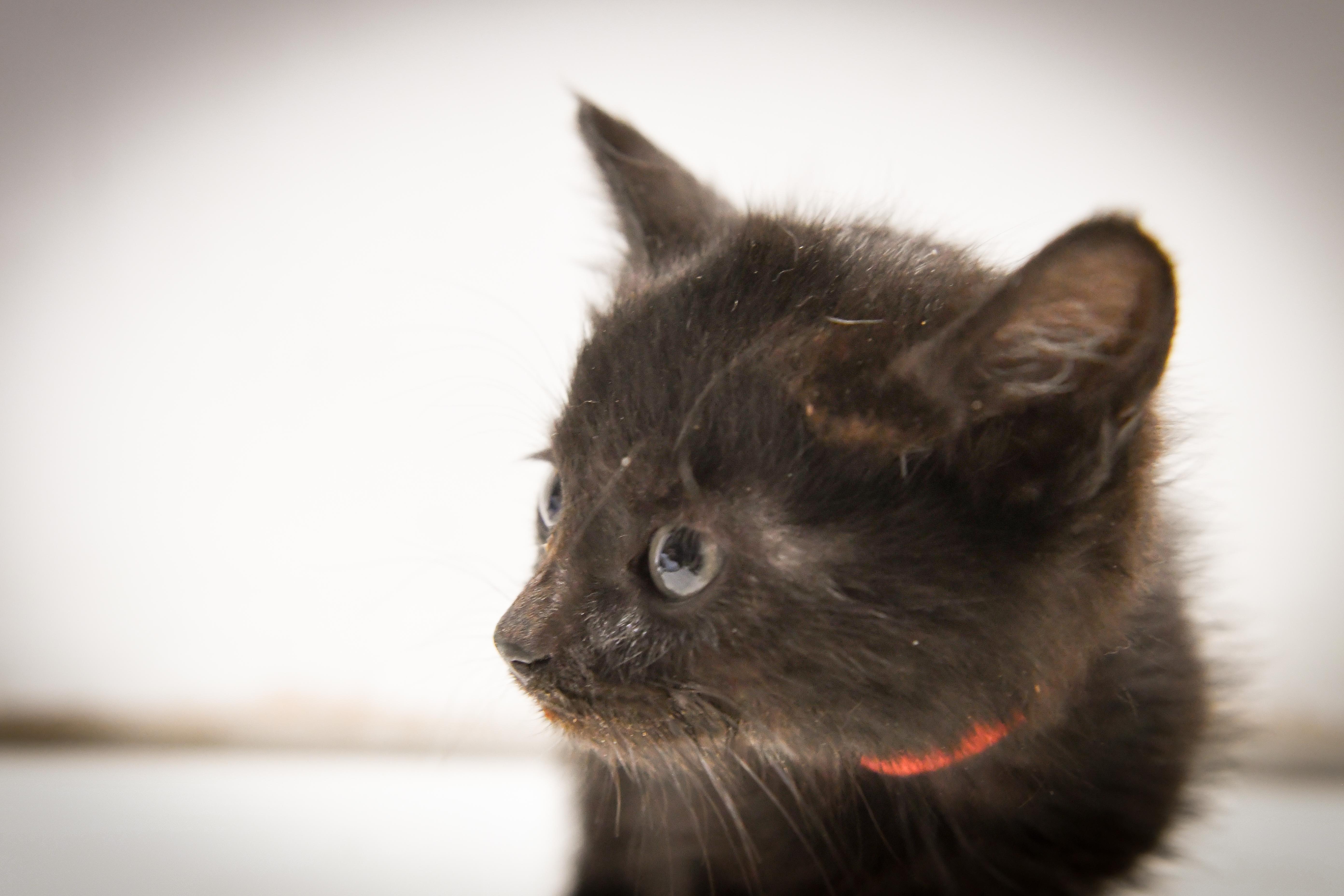 Enlarge Guppy, a ADOPTABLE Domestic Short Hair in Port Washington, WI image 2/4