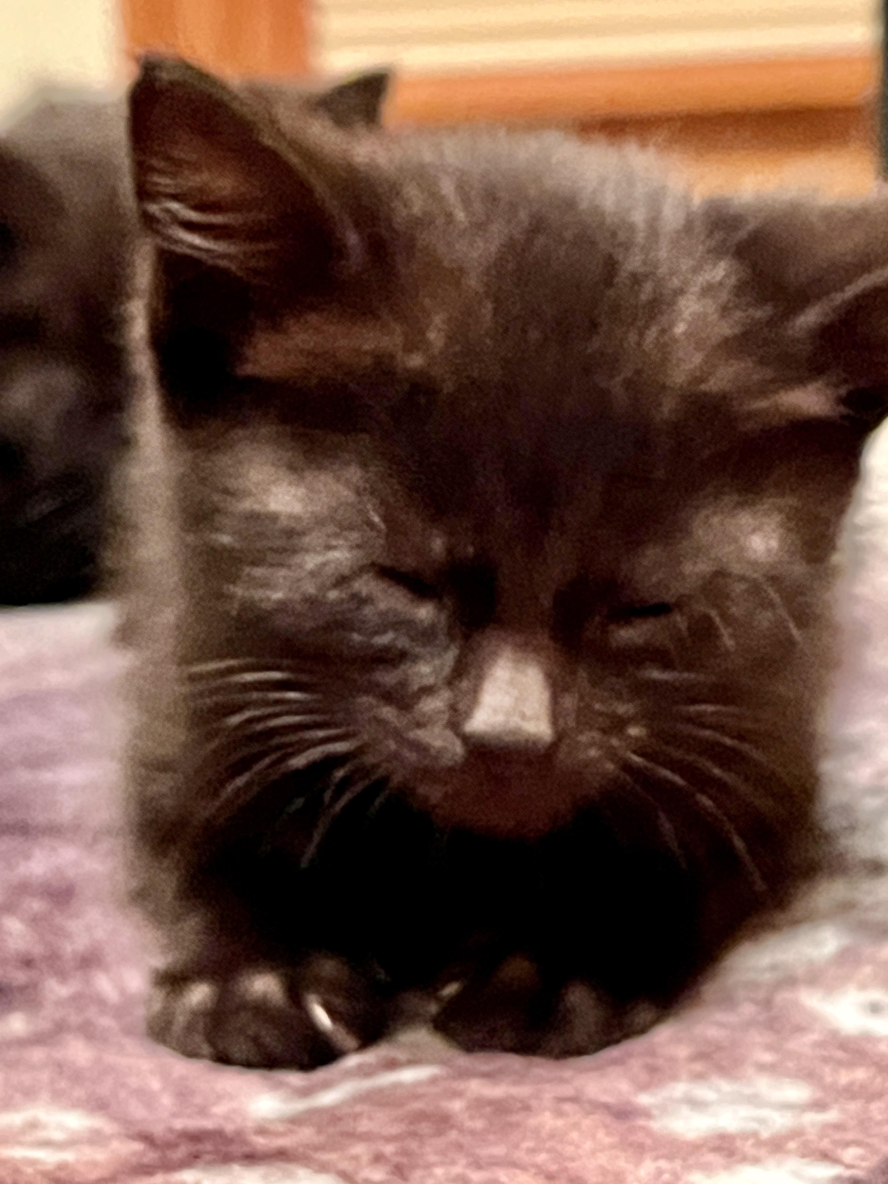 Enlarge Guppy, a ADOPTABLE Domestic Short Hair in Port Washington, WI image 4/4