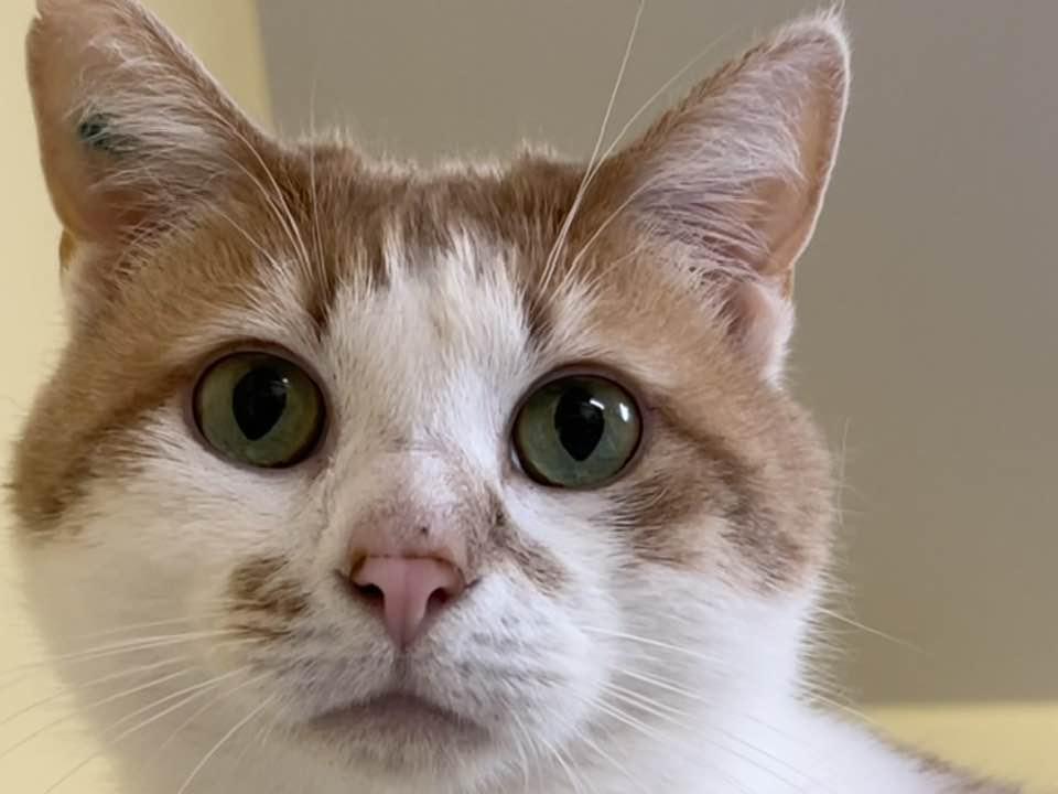 Wilbur, an adoptable Domestic Short Hair in Saranac Lake, NY, 12983 | Photo Image 1