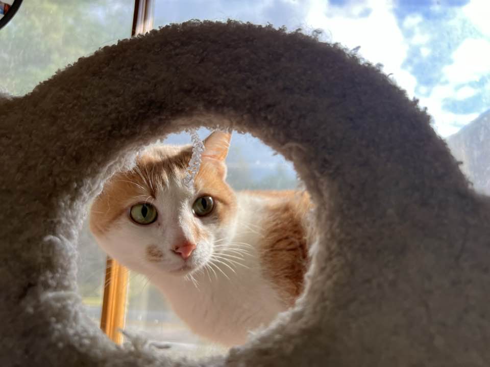 Wilbur, Adult Male Domestic Short Hair
