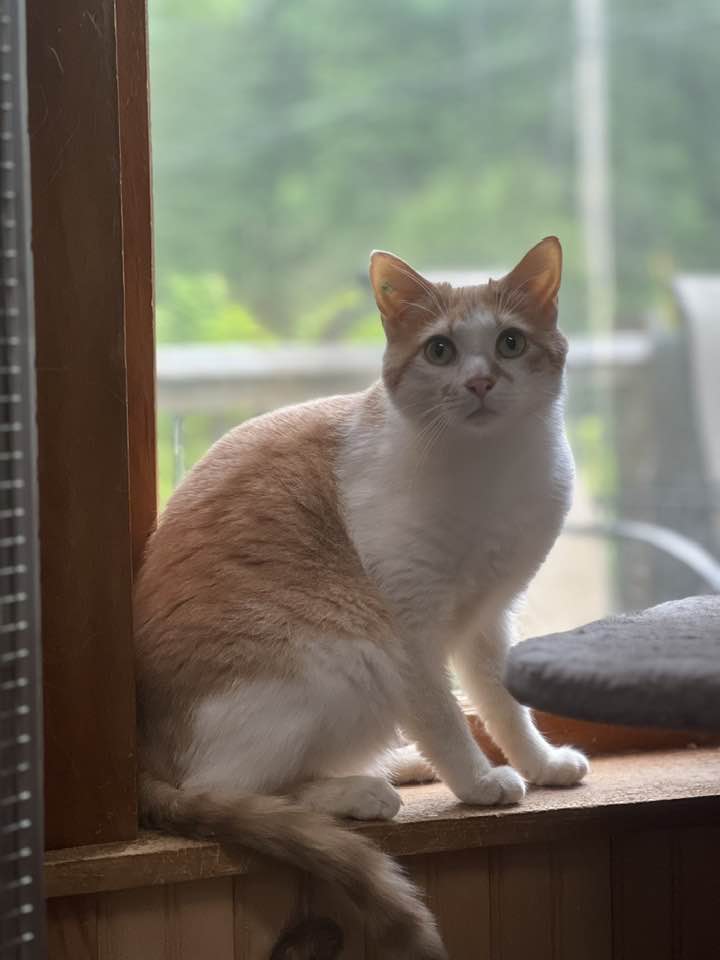 Wilbur, an adoptable Domestic Short Hair in Saranac Lake, NY, 12983 | Photo Image 3