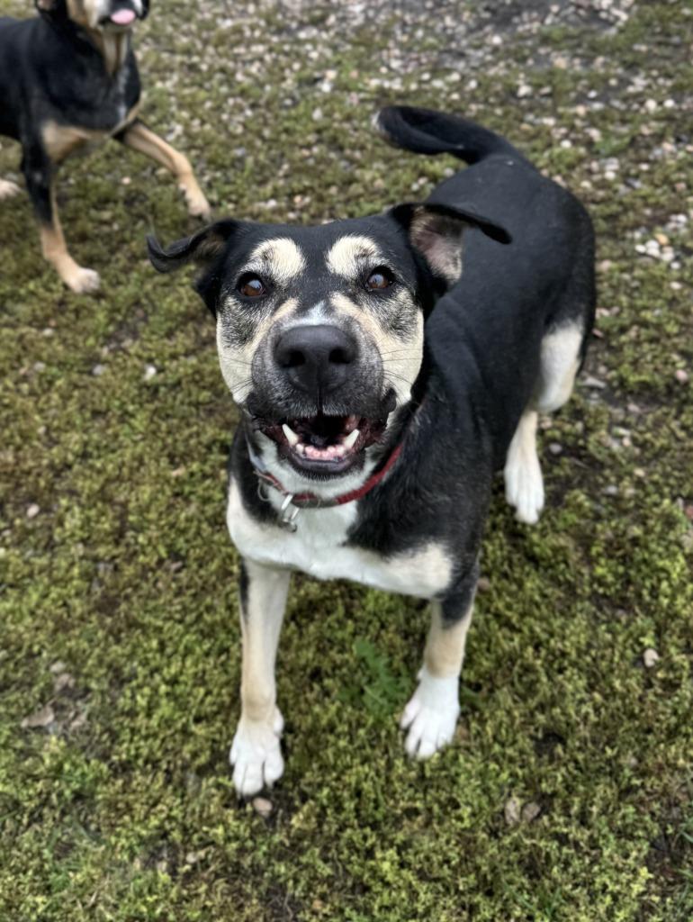 Victoria, Adoptable, Adult Female Mixed Breed.