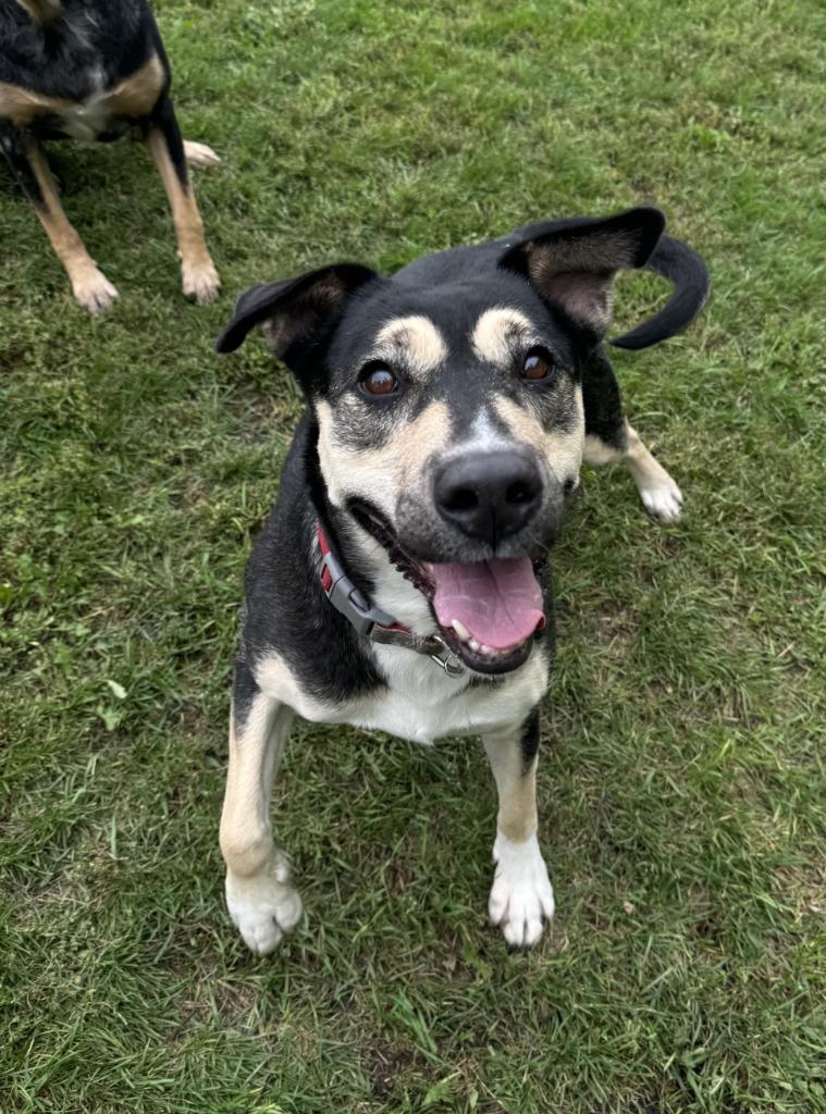 Enlarge Victoria, a Adoptable Mixed Breed in Grand Forks, ND image 2/3
