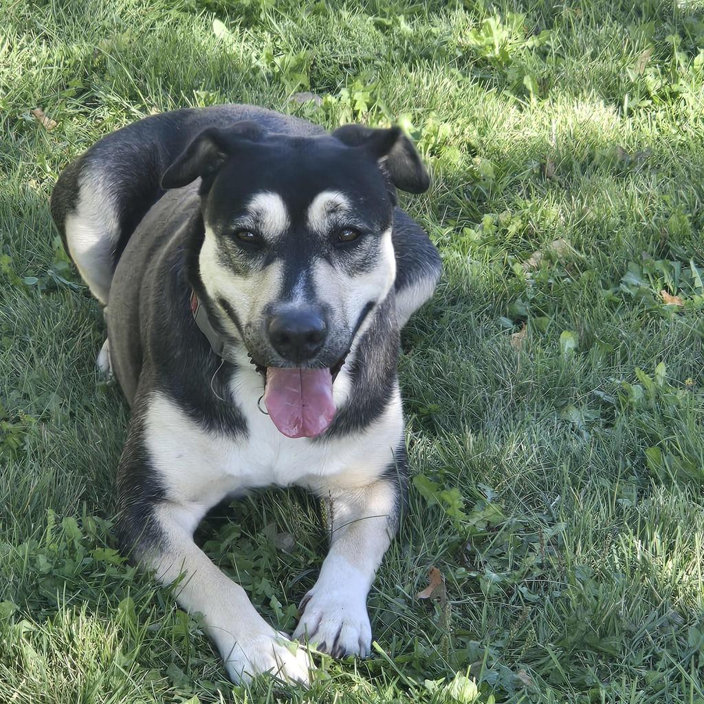 Enlarge Victoria, a Adoptable Mixed Breed in Grand Forks, ND image 3/3