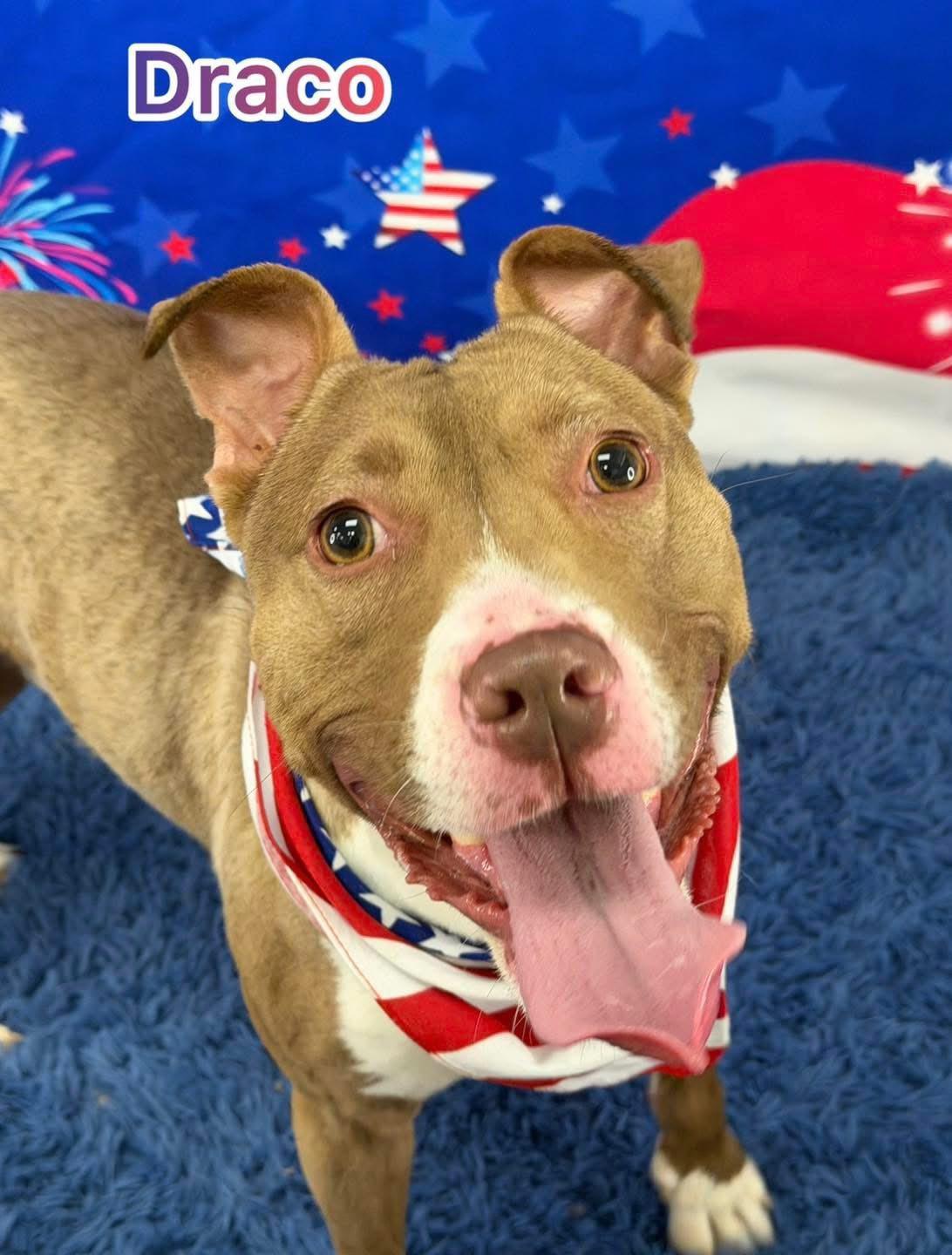 Draco, ADOPTABLE, Young Male Mixed Breed.
