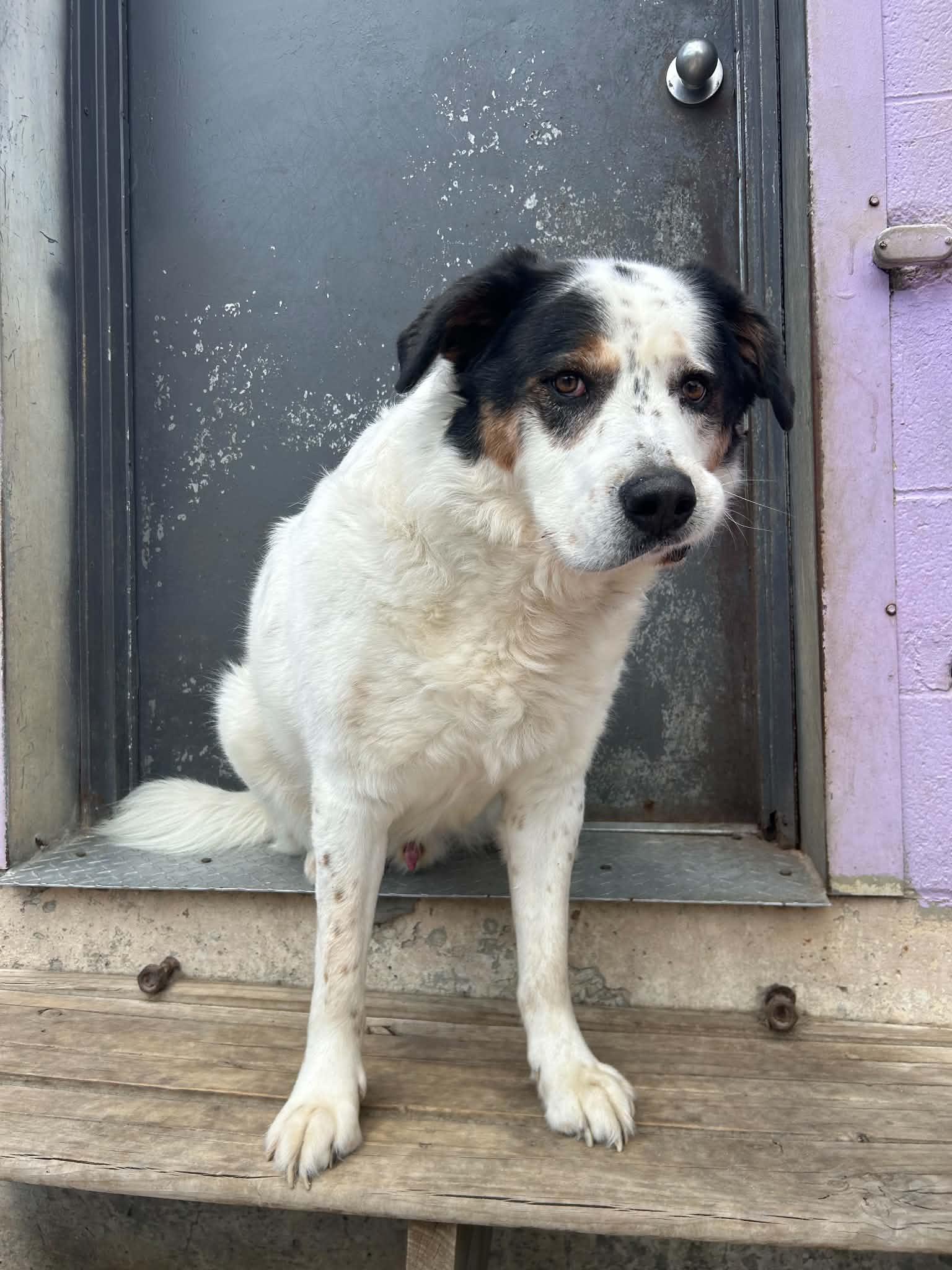 Jax- Foster NEEDED, Adoptable, Adult Male Saint Bernard & Border Collie.