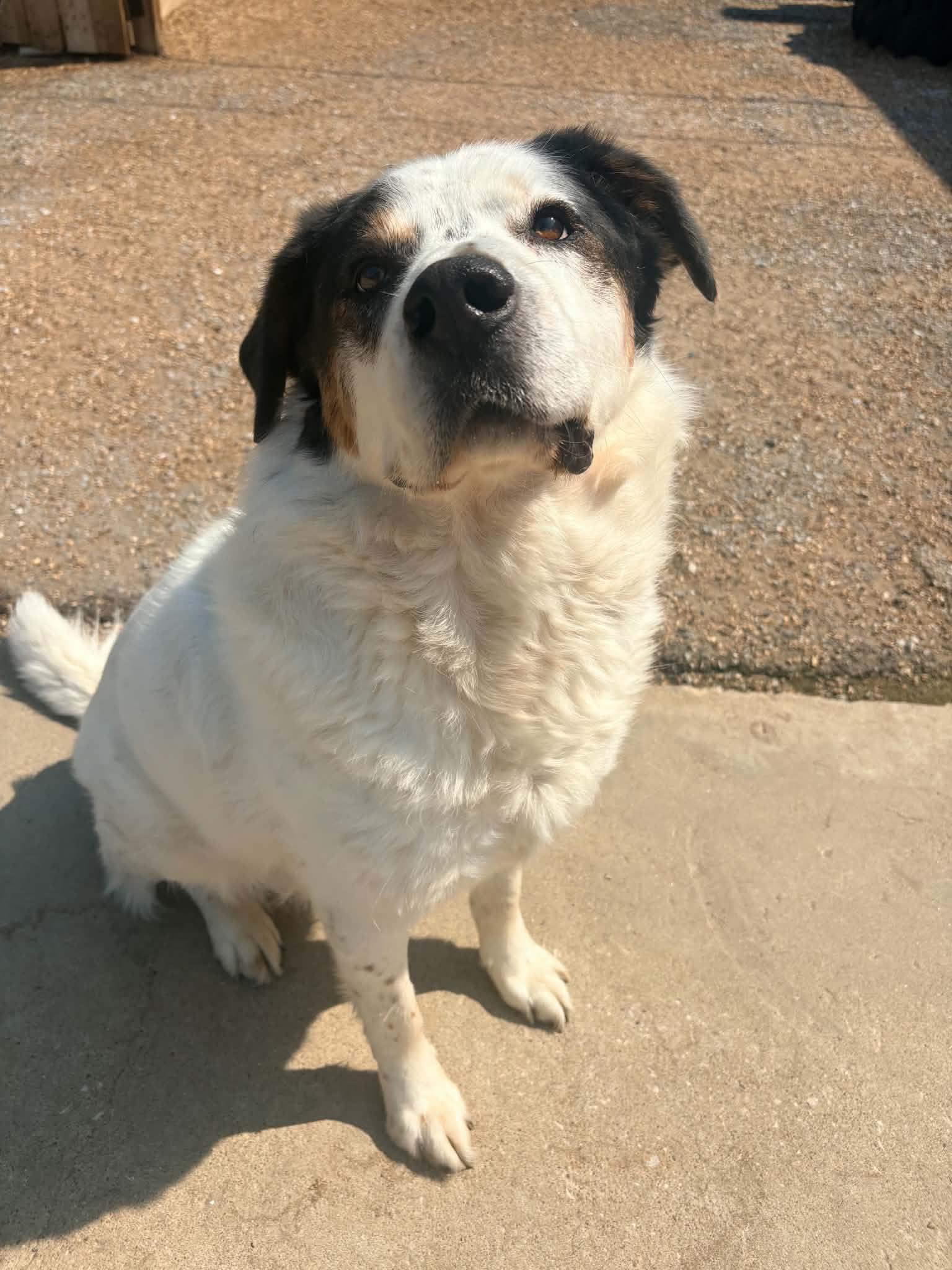 Enlarge Jax- Foster NEEDED, a Adoptable mixed breed in Kansas City, MO image 2/2
