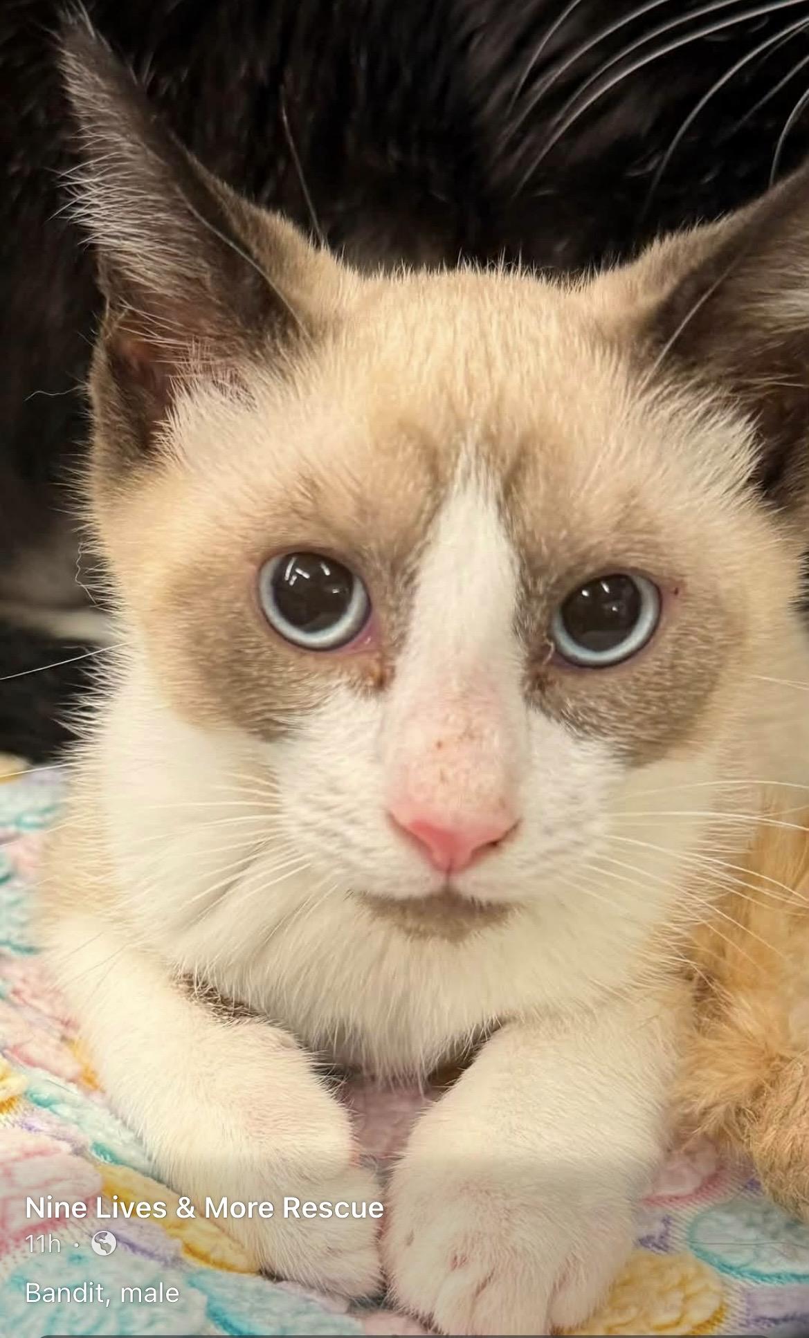 Bandit, ADOPTABLE, Young Male Snowshoe.