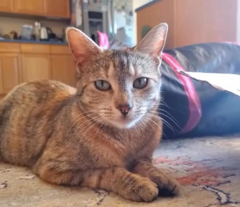 Enlarge Mama Tortilla, a Adoptable Domestic Short Hair in Albuquerque, NM image 1/1