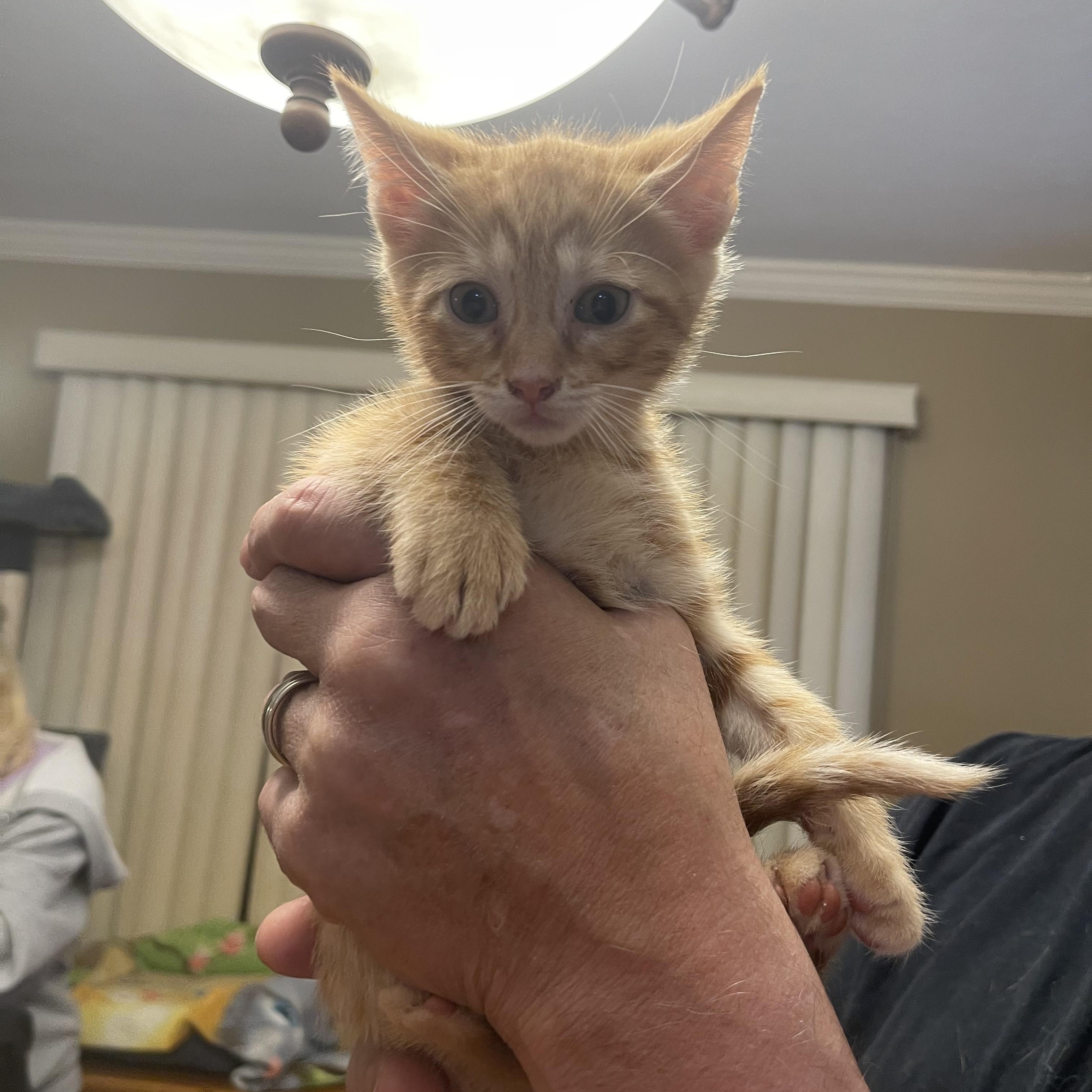 Romello, an adopted Domestic Short Hair in Nutley, NJ image 3/5