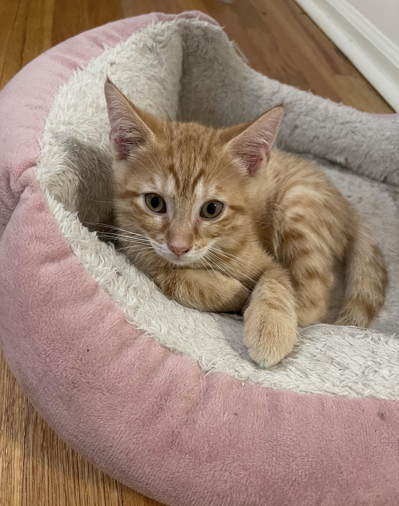 Romello, an adopted Domestic Short Hair in Nutley, NJ image 2/5